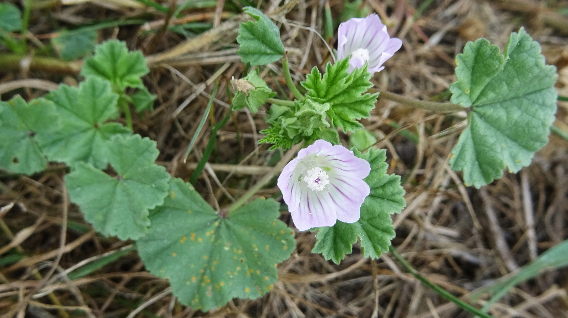 Dwarf Mallow