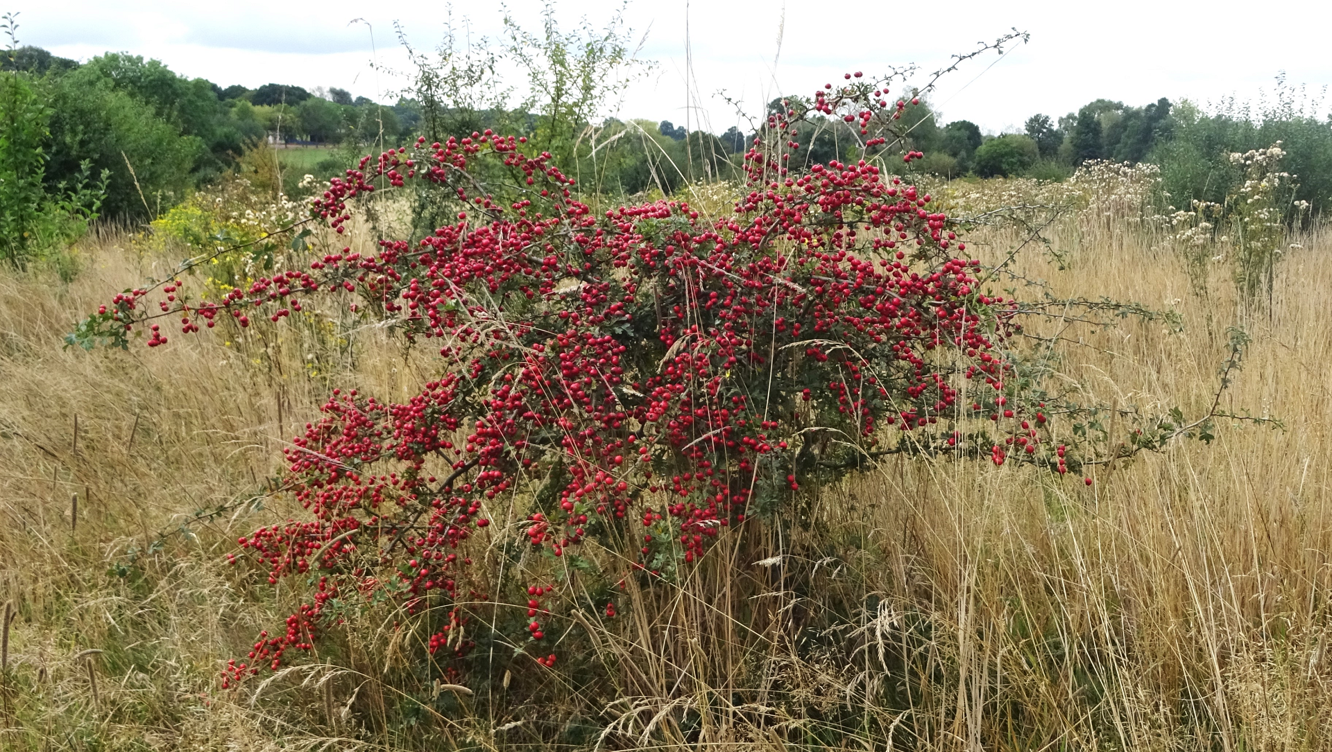 Common Hawthorn