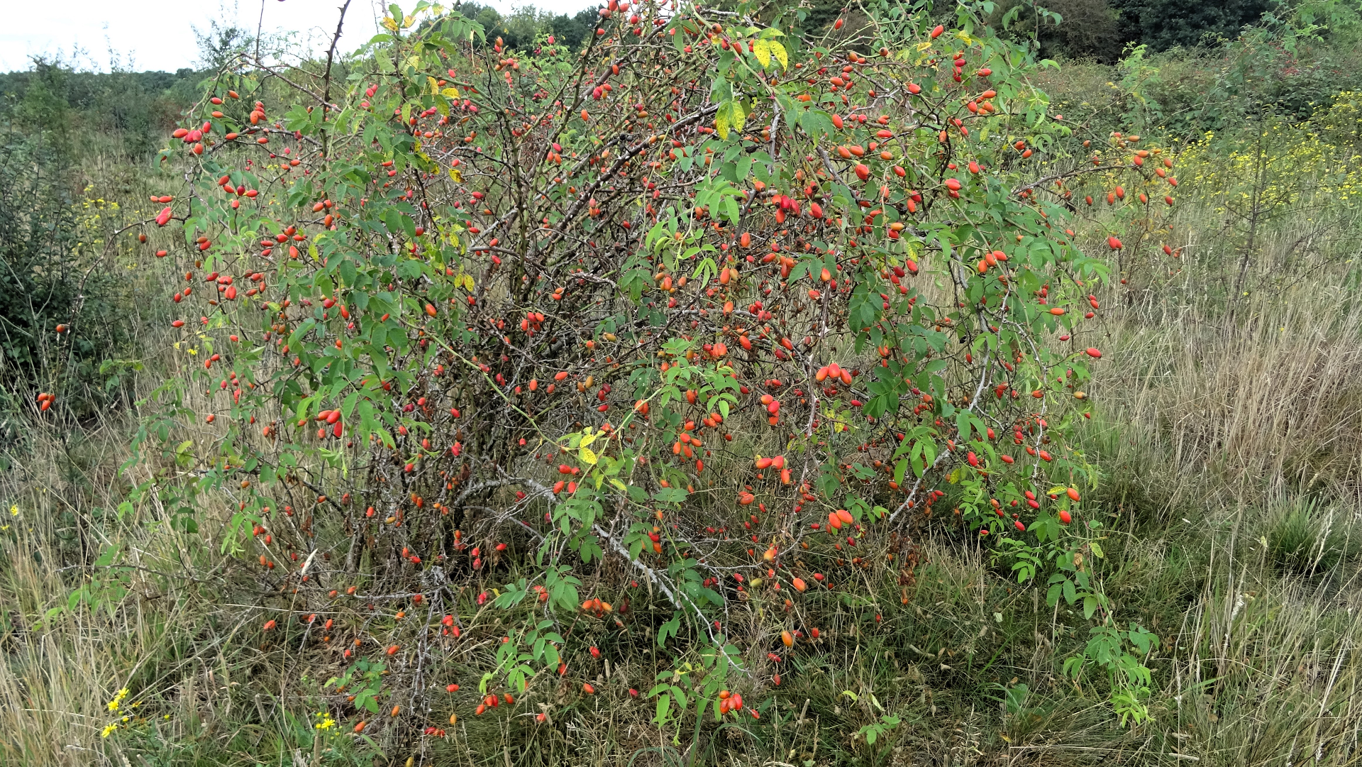 Dog Rose