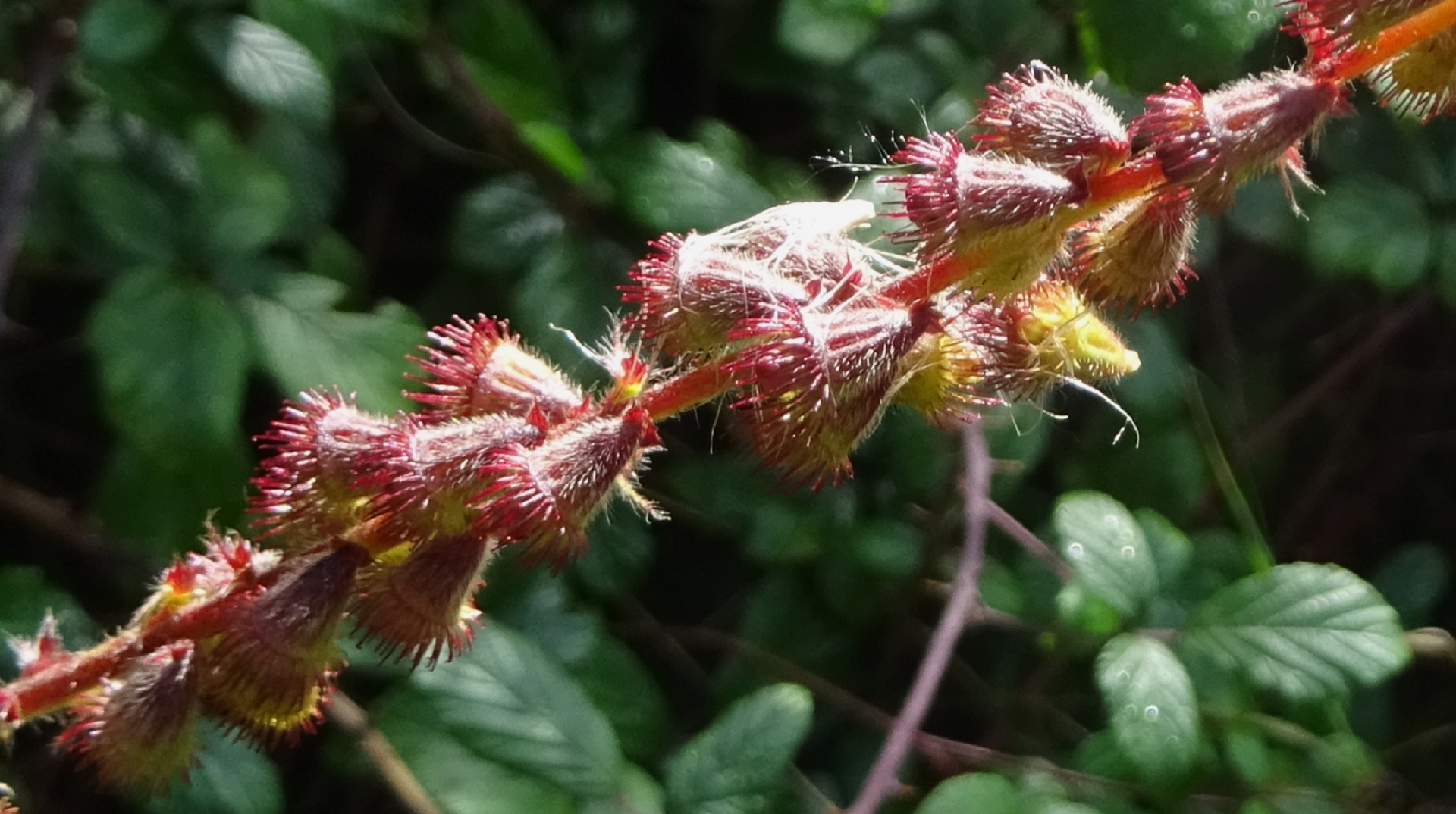 Agrimony