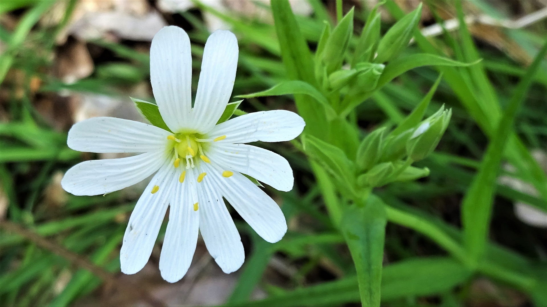 Greater Stitchwort