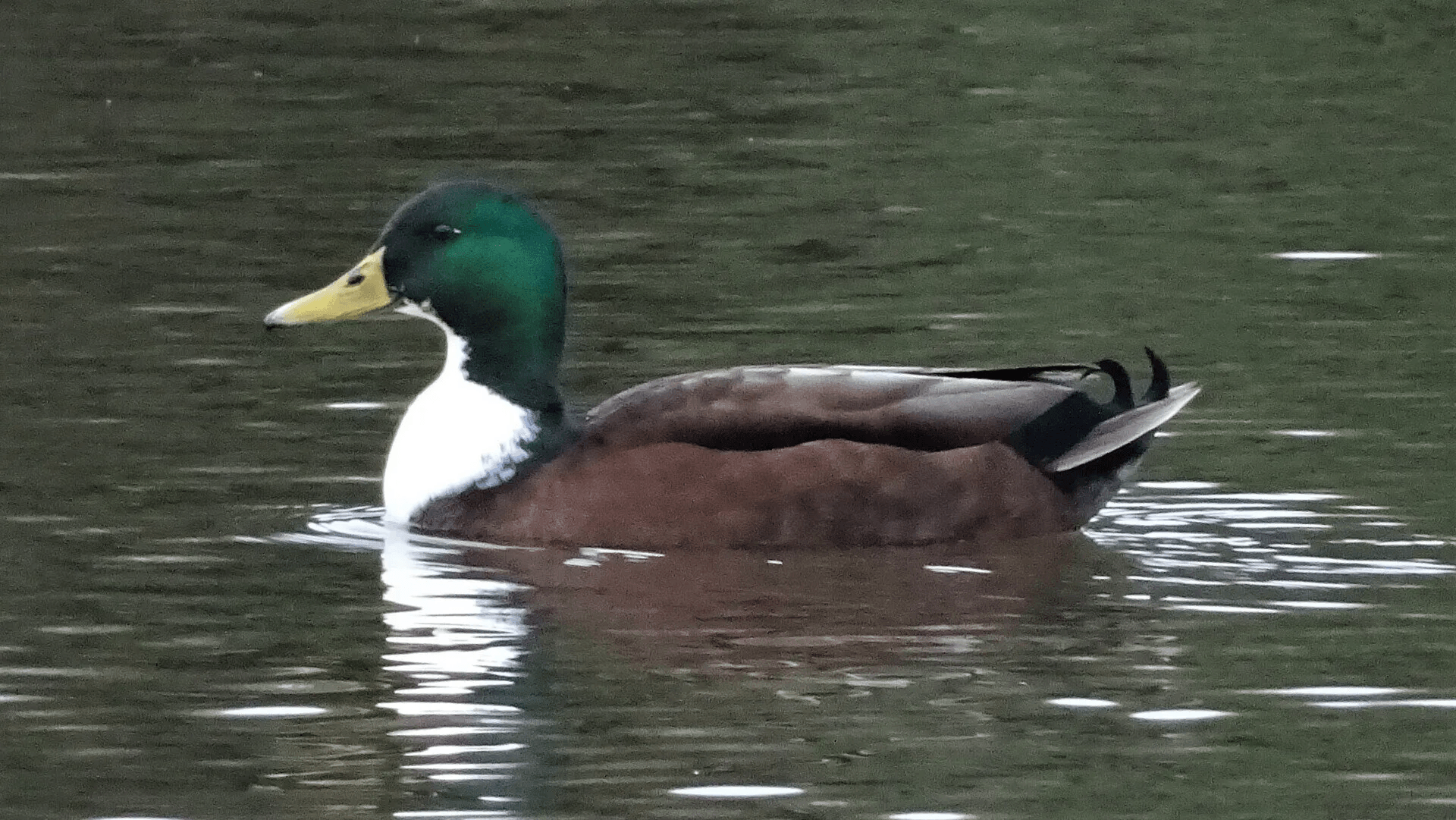 mallard