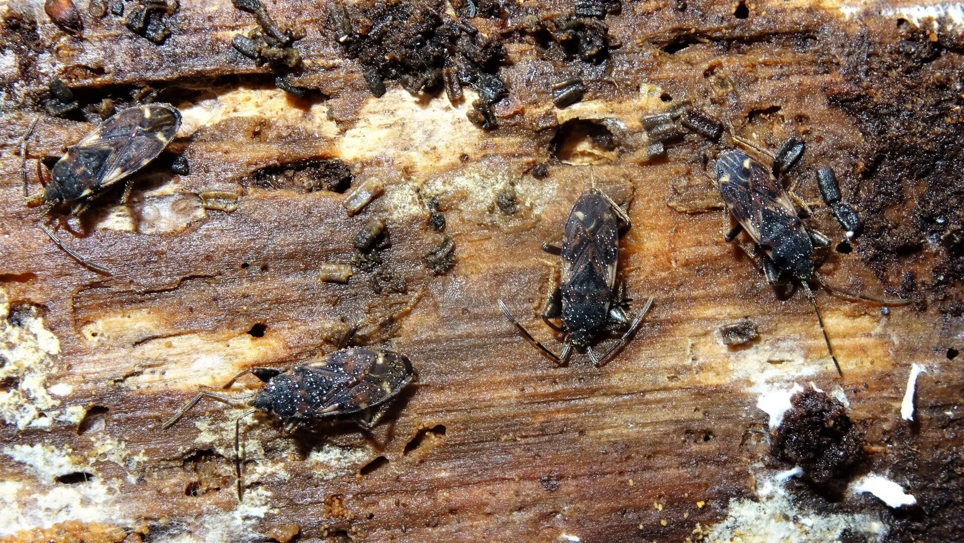 Eremocoris podagricus