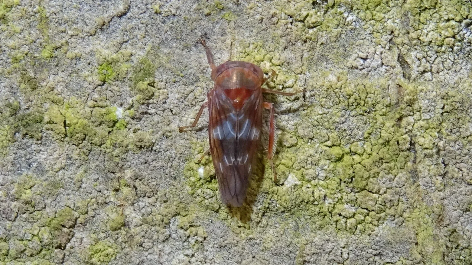 Leafhopper