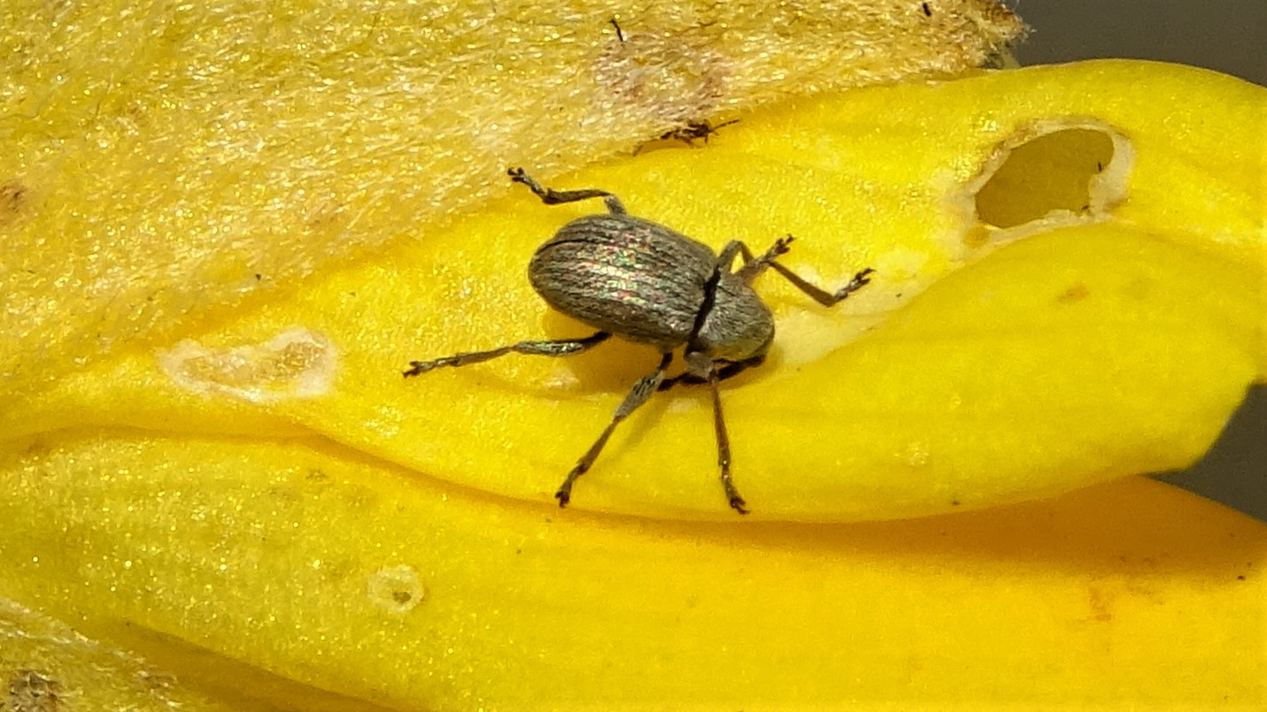 Weevil