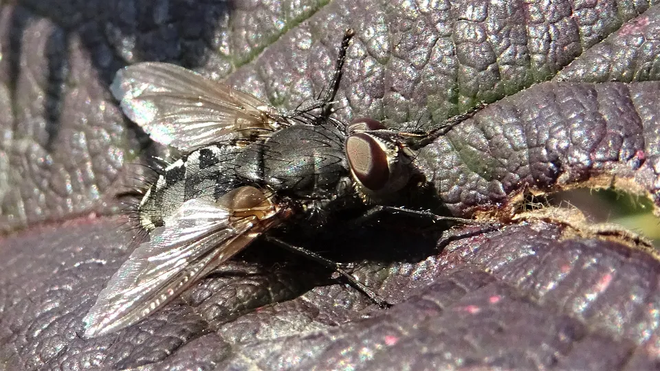 Beetle