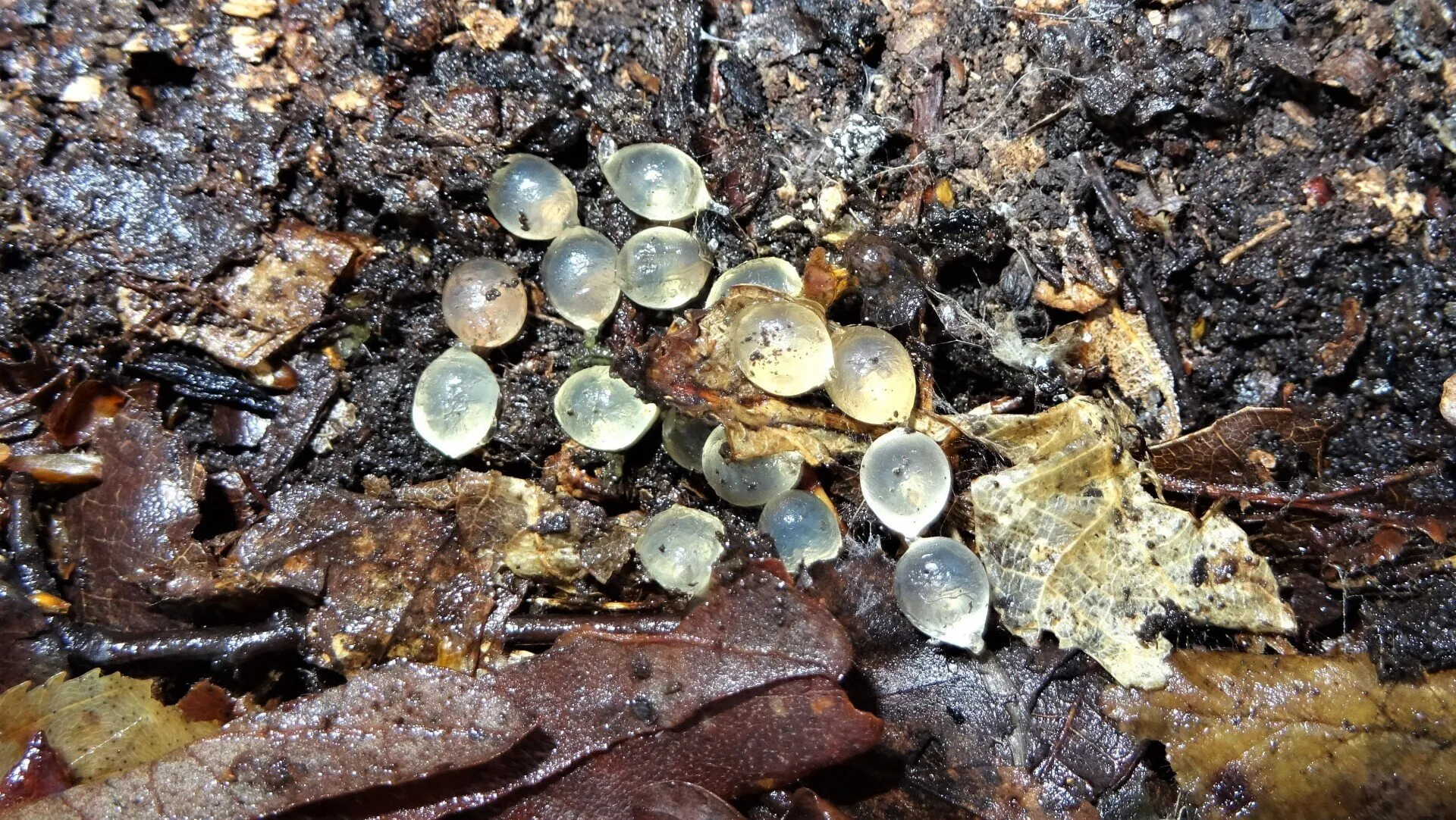 Slug Eggs