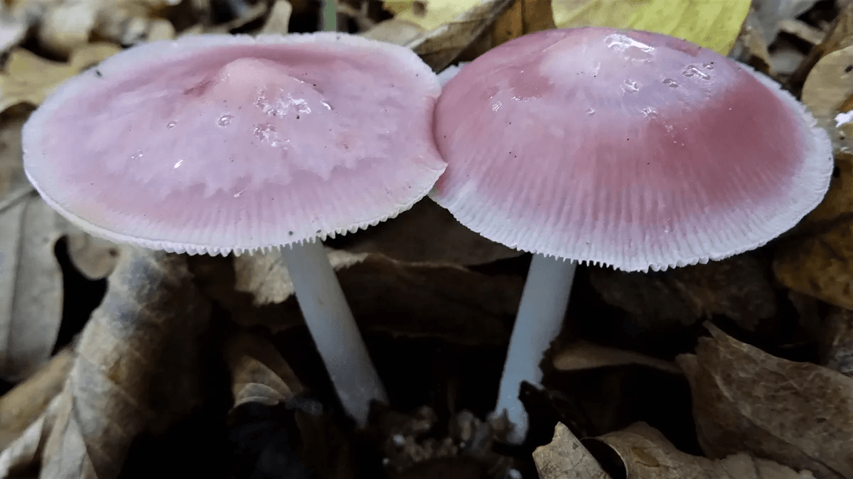 Rosy Bonnet 