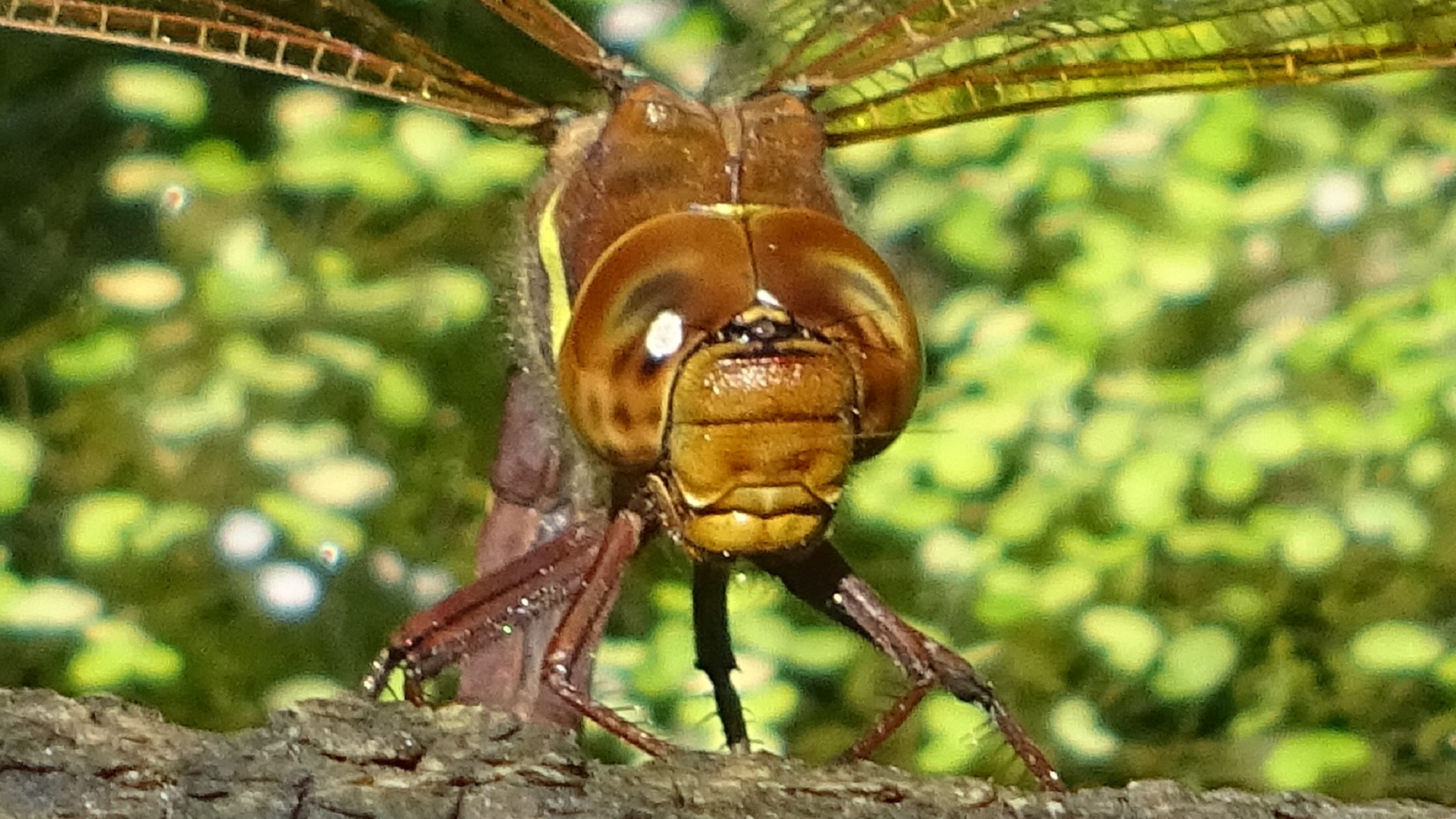 Brown Hawker