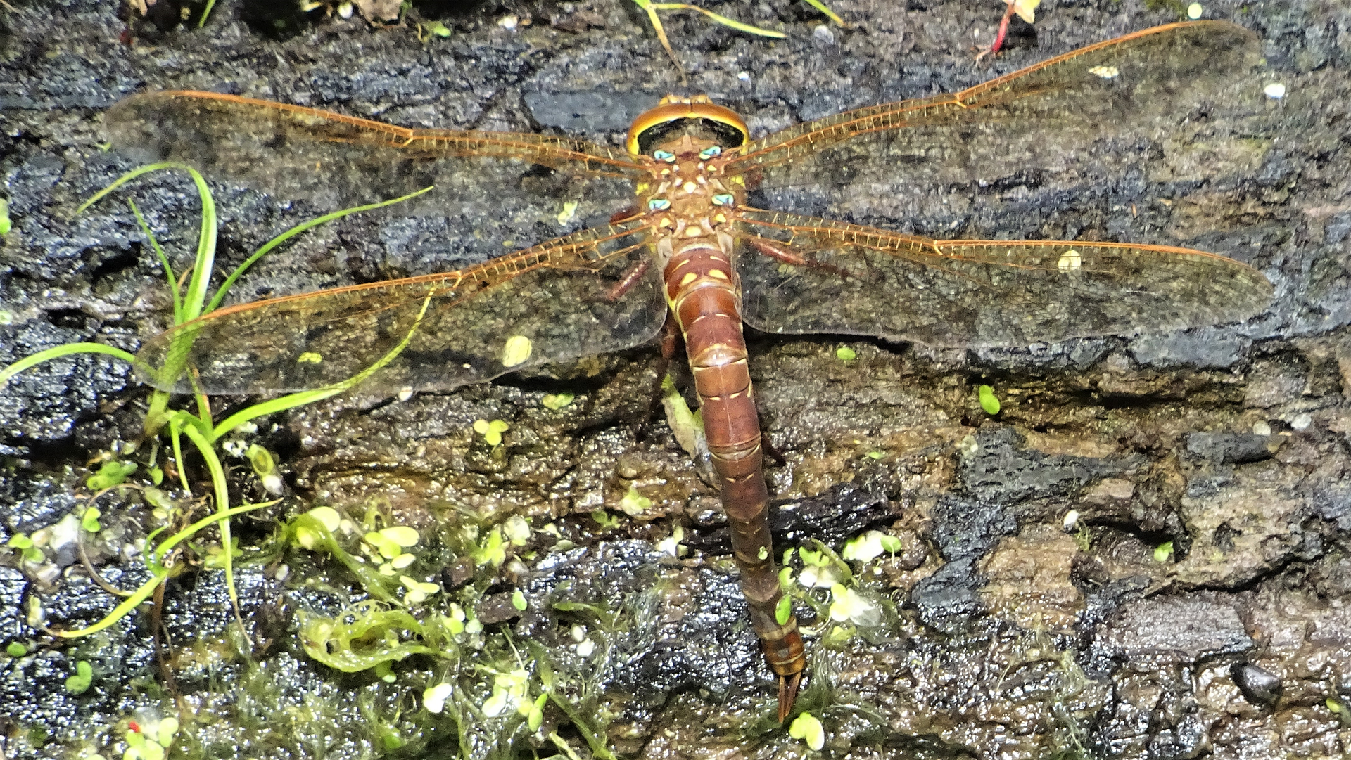 Brown Hawker