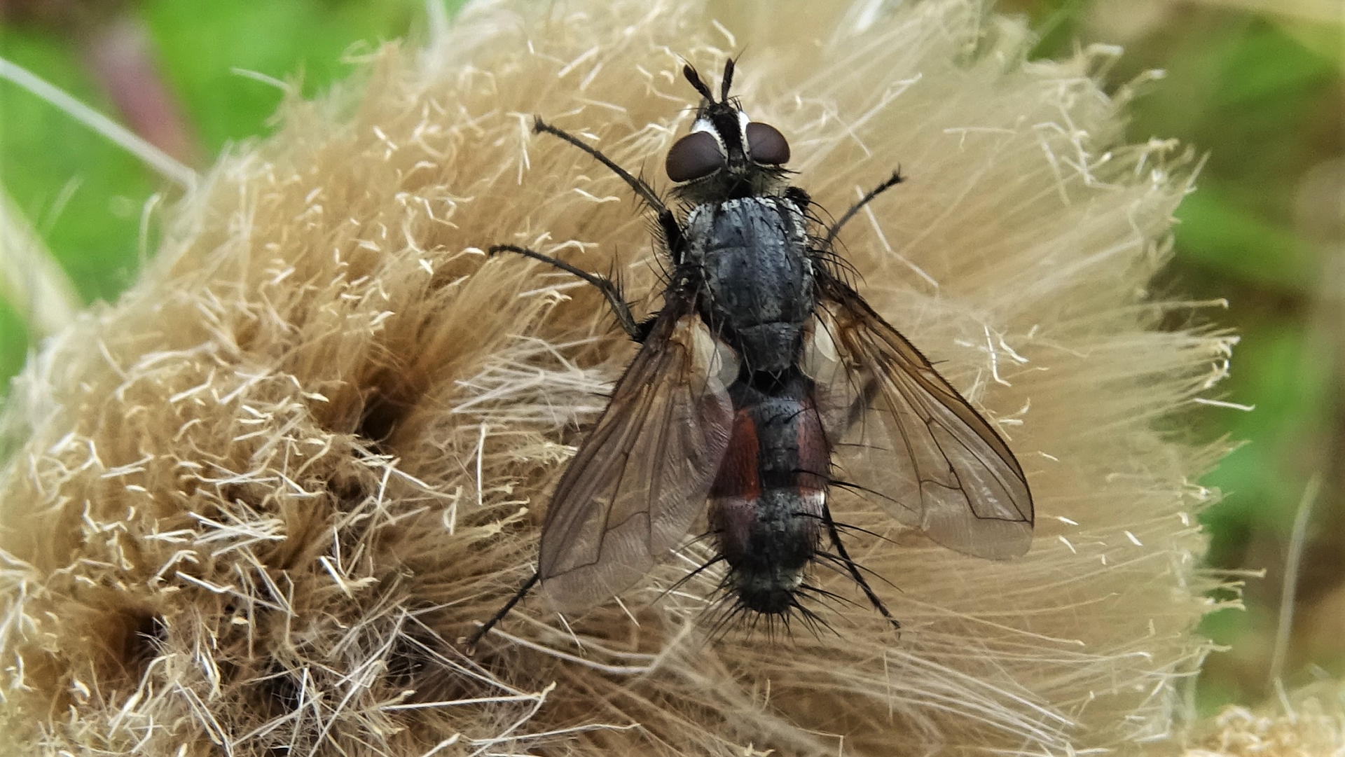 Beetle