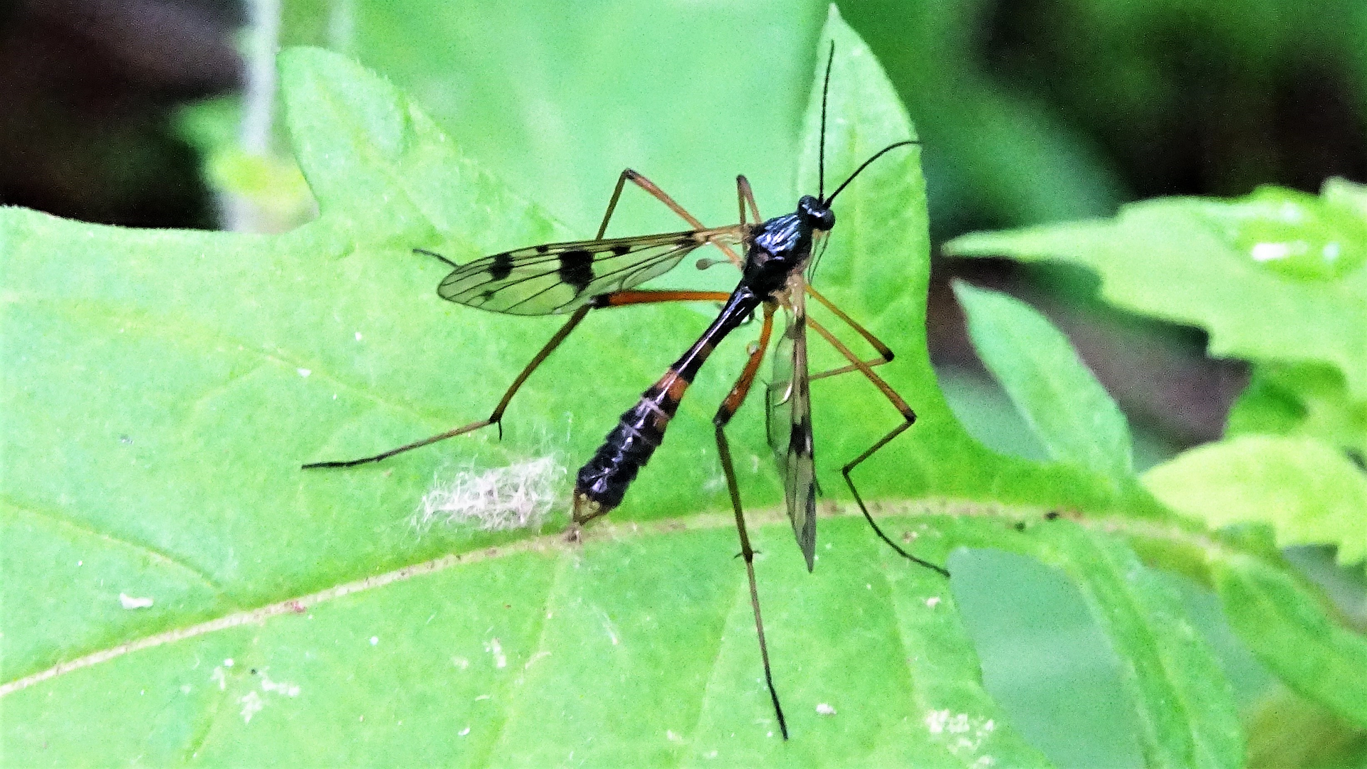 Tipula maxima