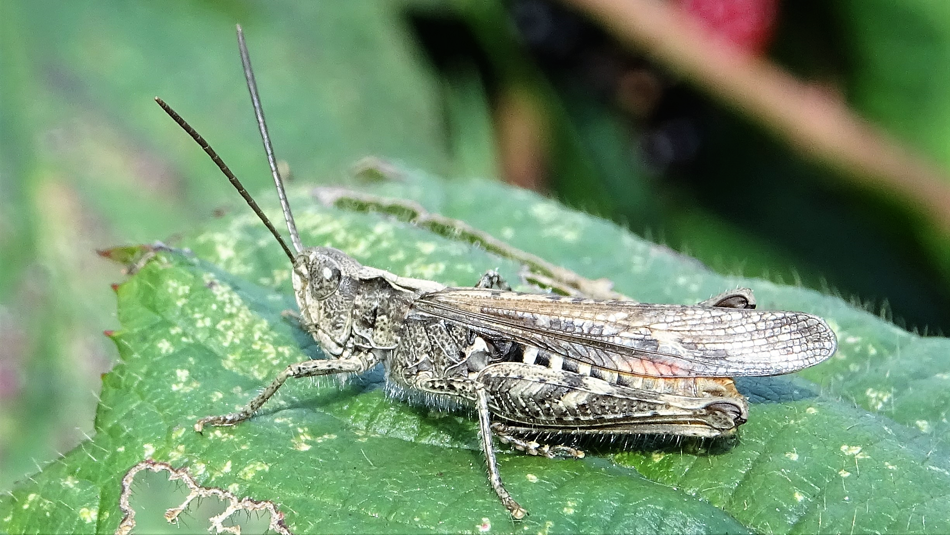 Southern Oak Bush-cricket 