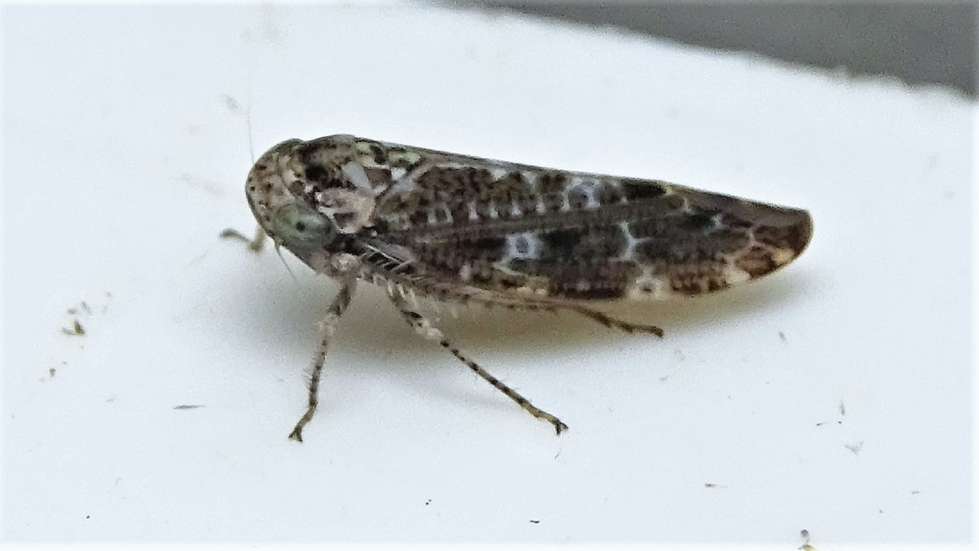 Leafhopper