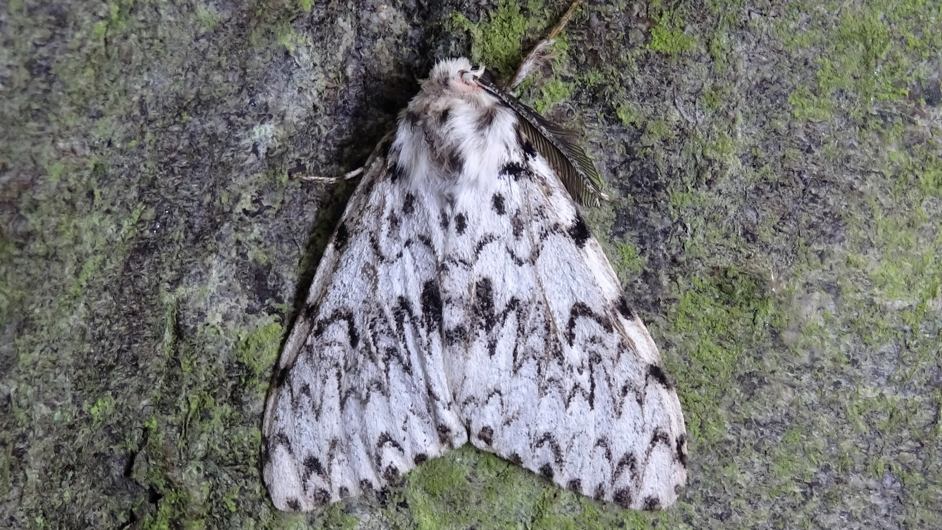 Black Arches