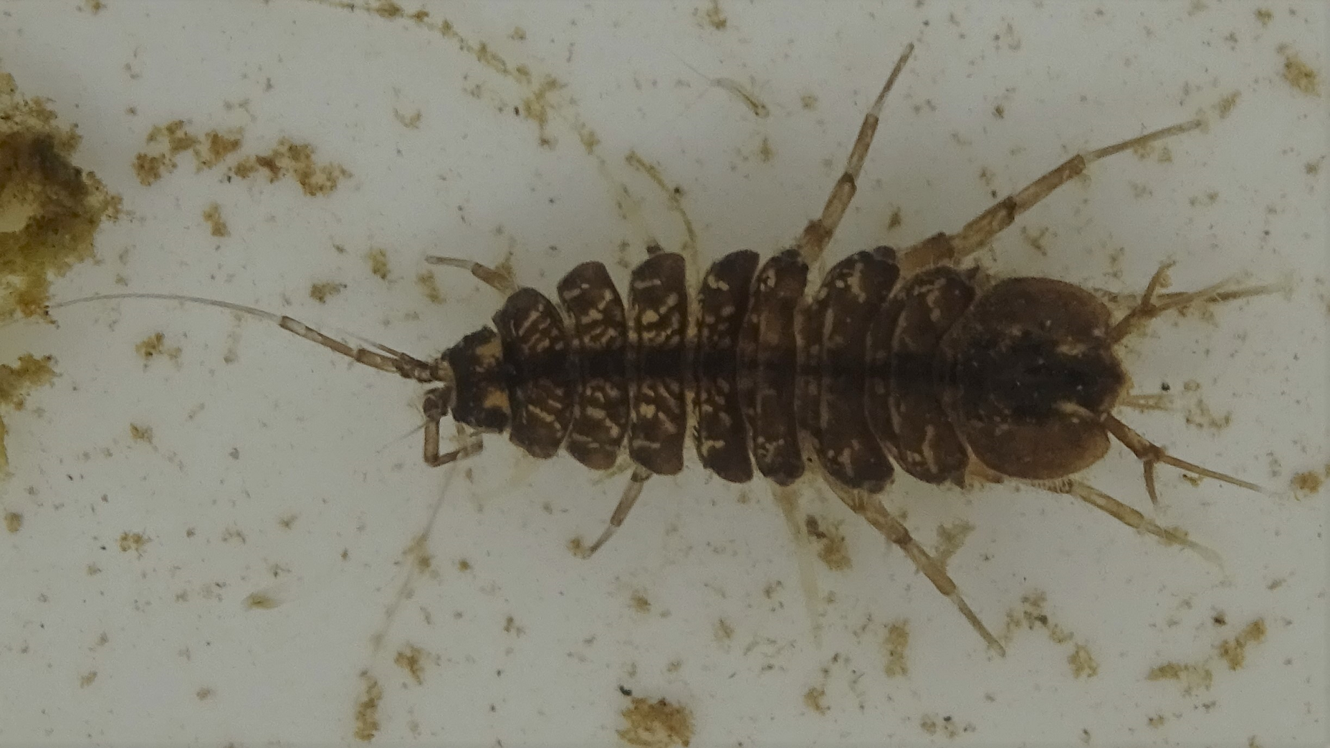 Two-spotted Water Hog-louse 