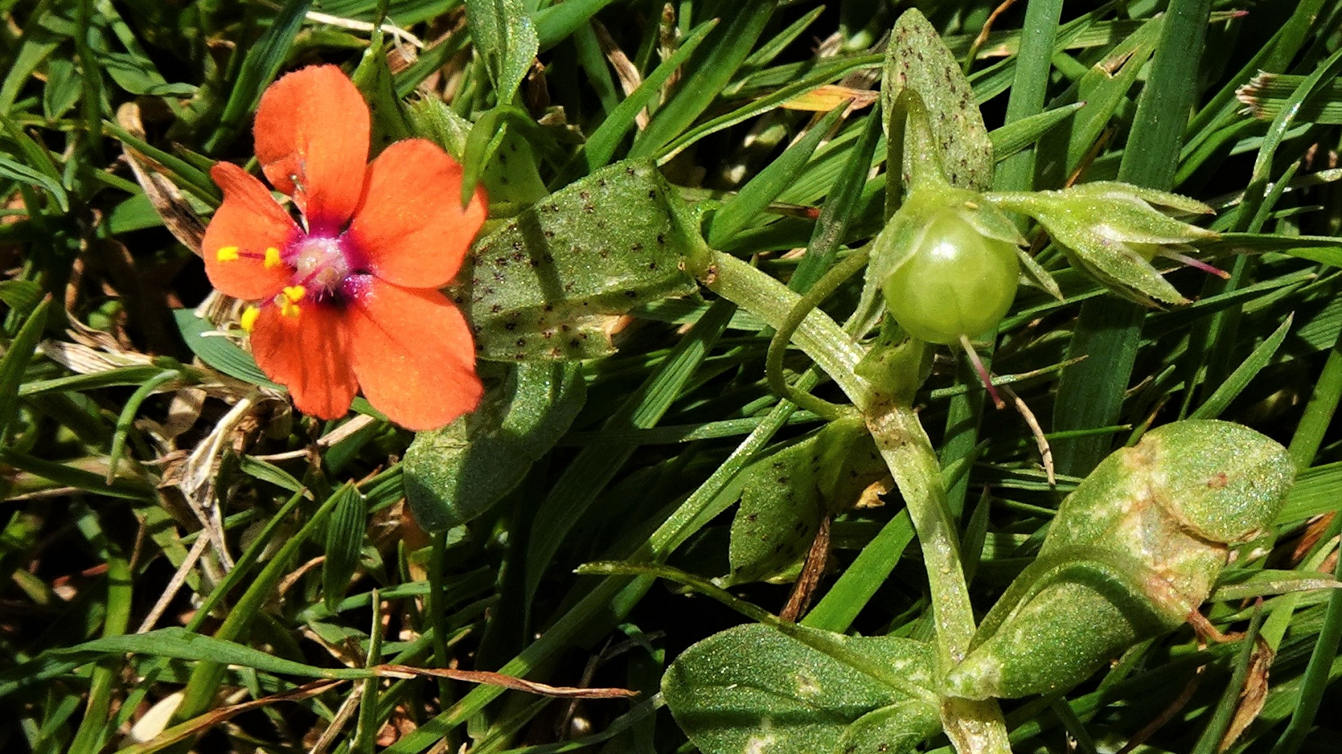 Scarlet Pimpernel 