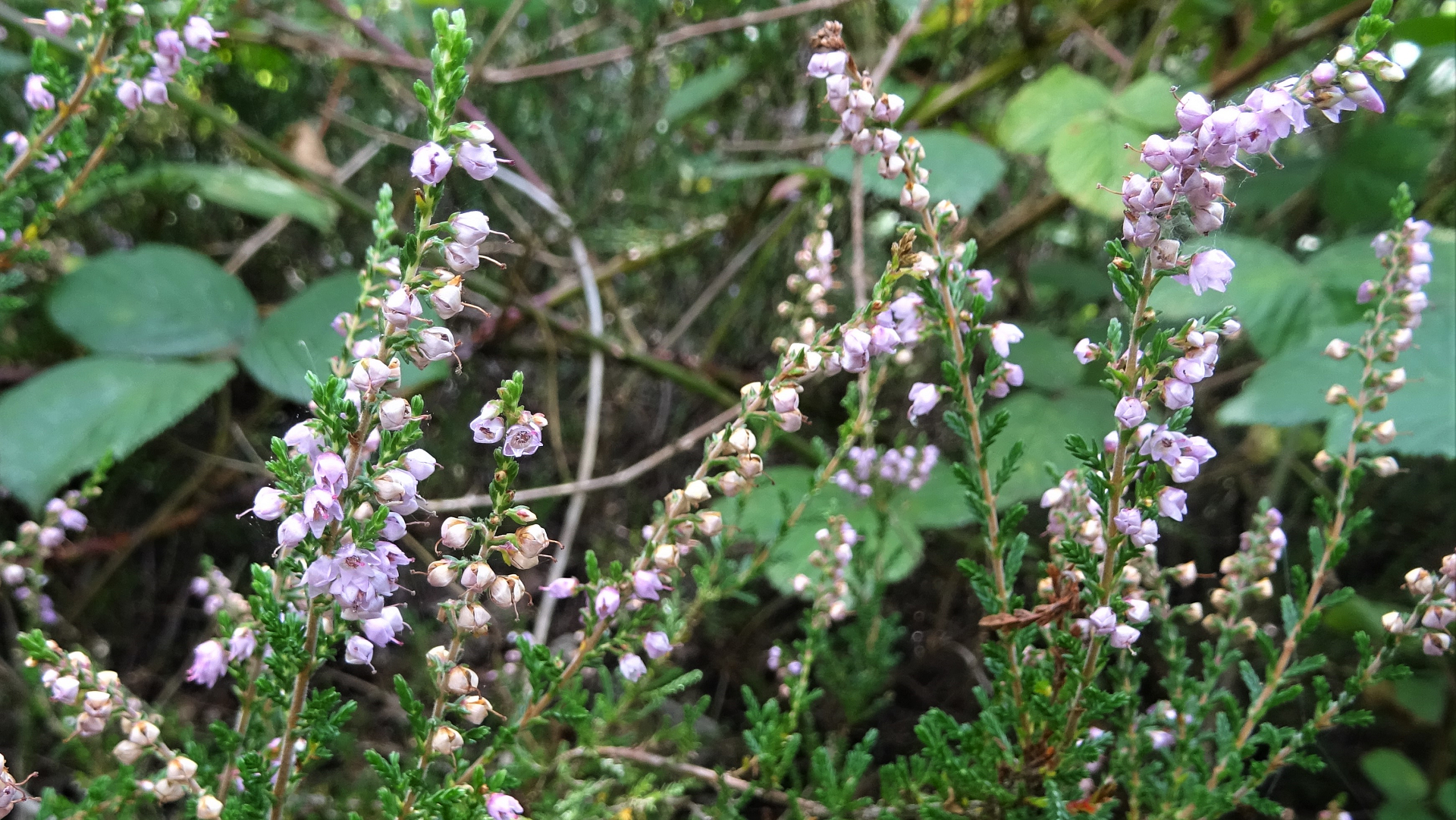 Himalayan Balsam 