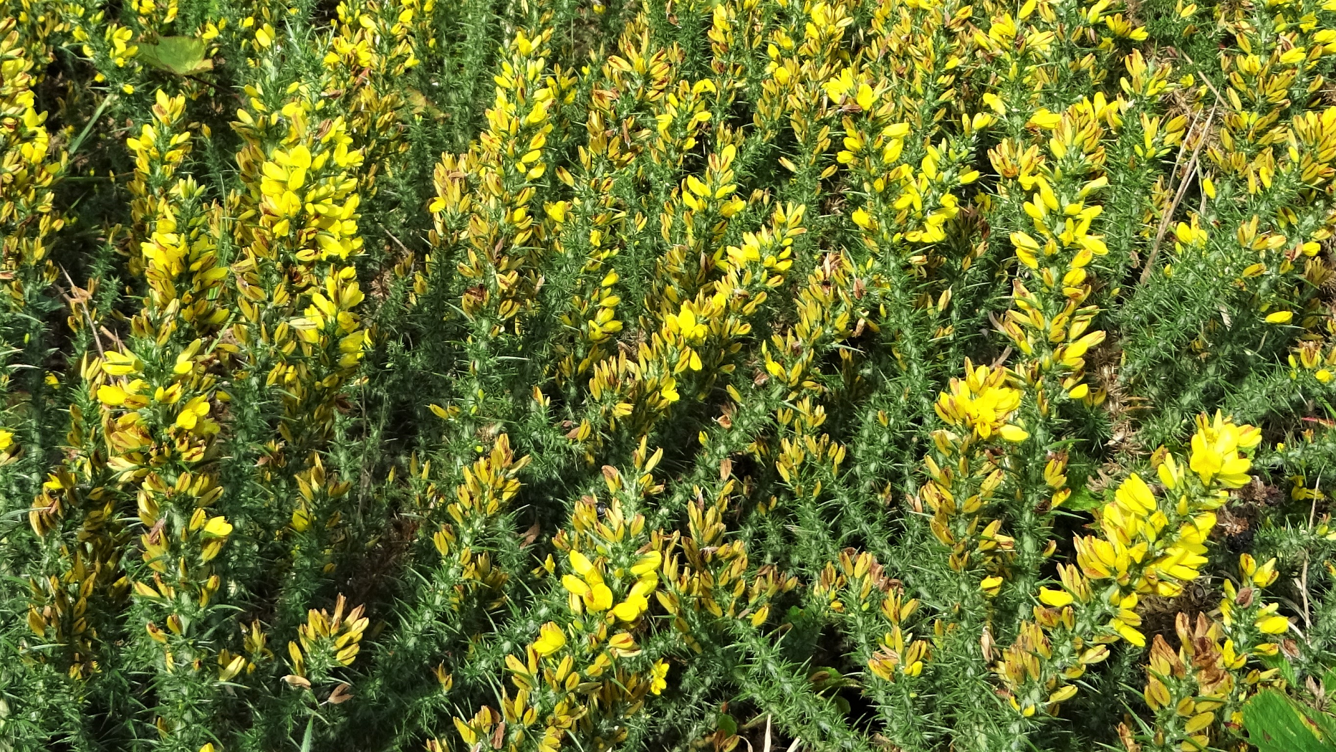 Dwarf Gorse 