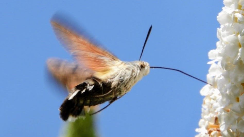 Hummingbird Hawk-moth 