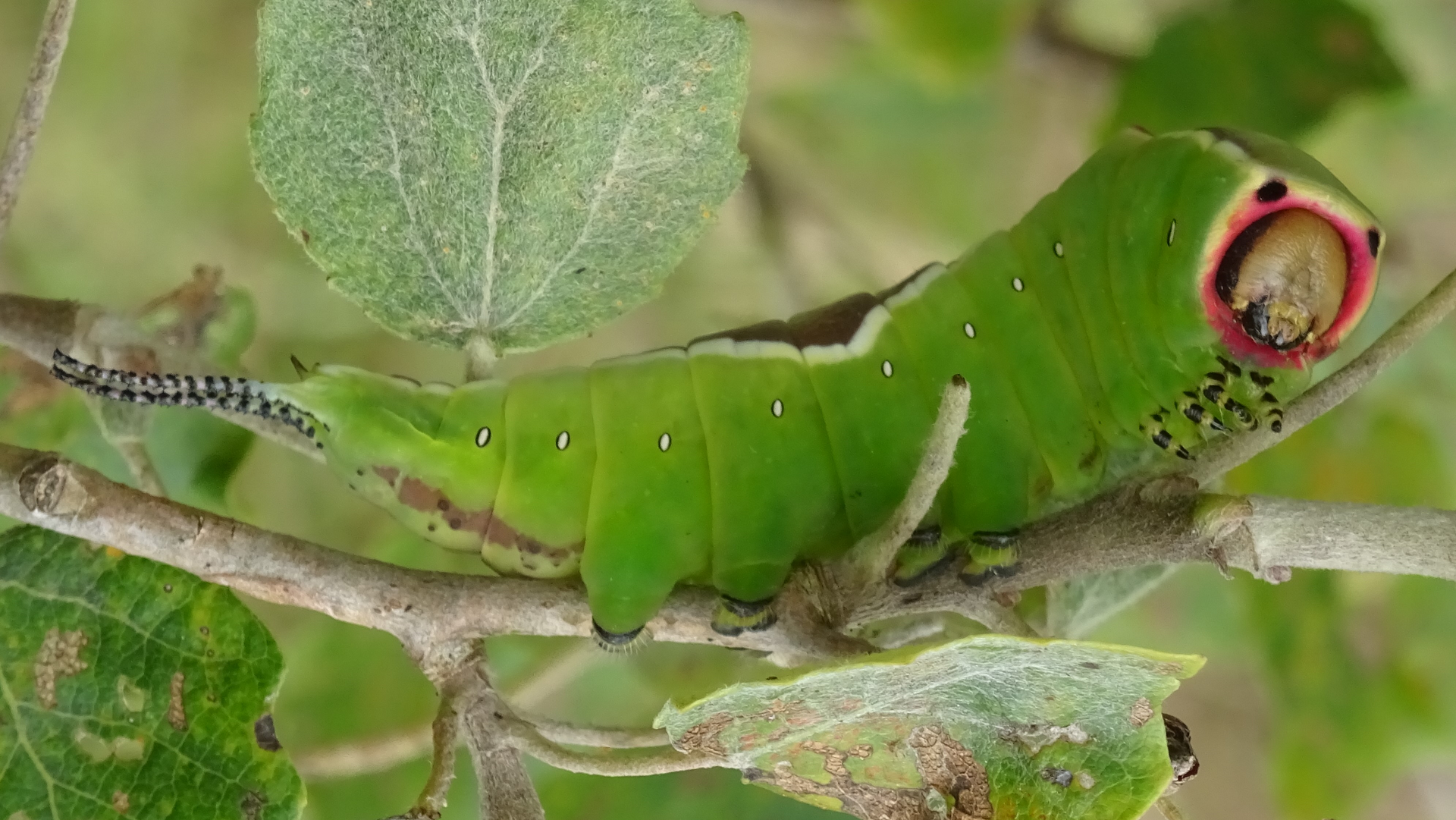 caterpillar