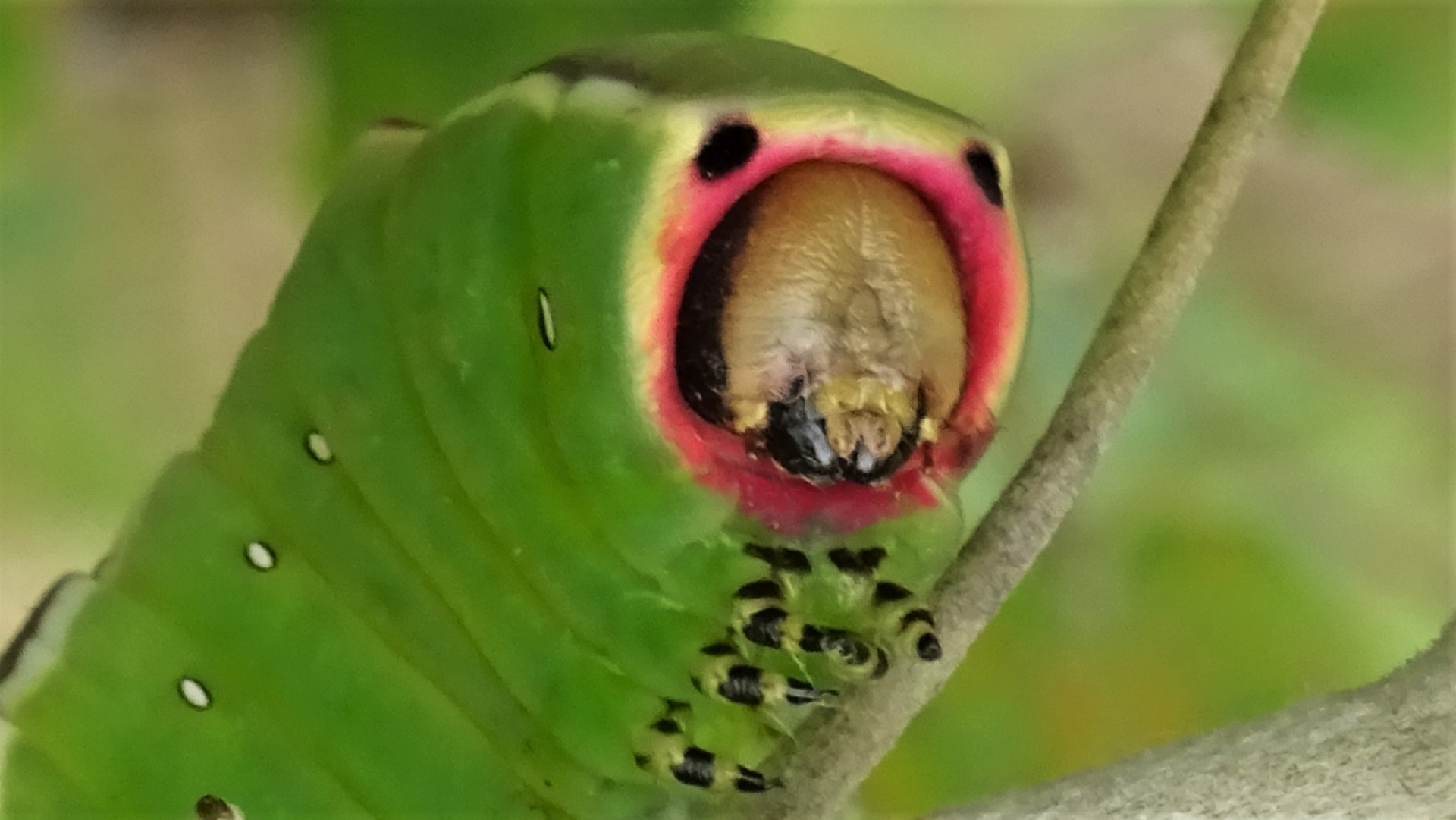 caterpillar