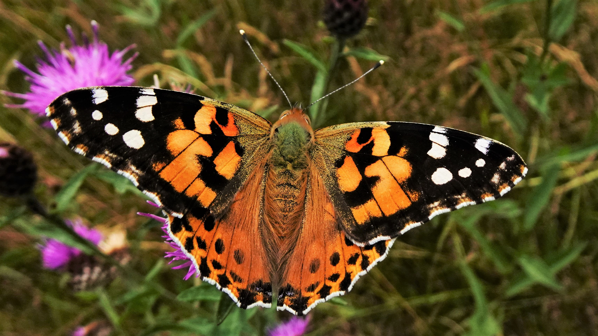 Painted Lady Vanessa cardui