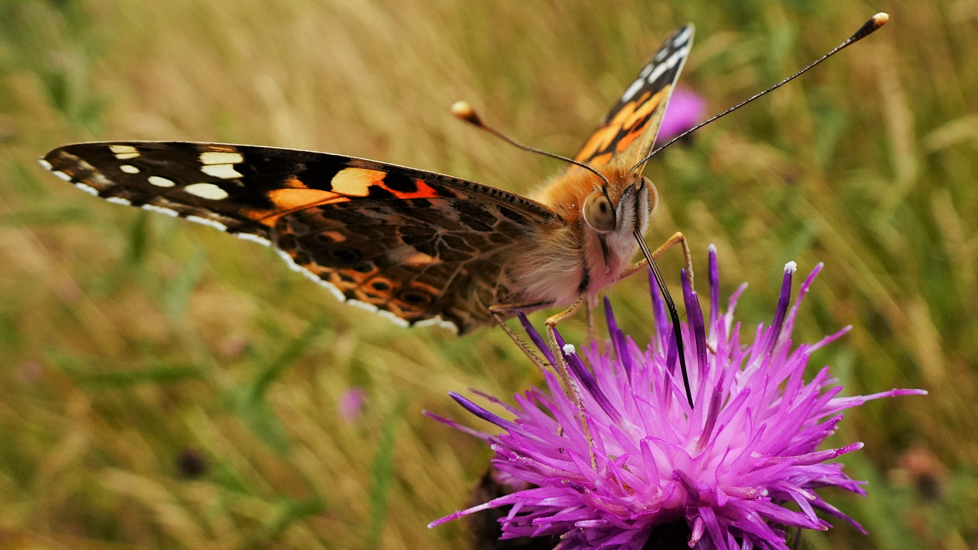 Painted Lady Vanessa cardui