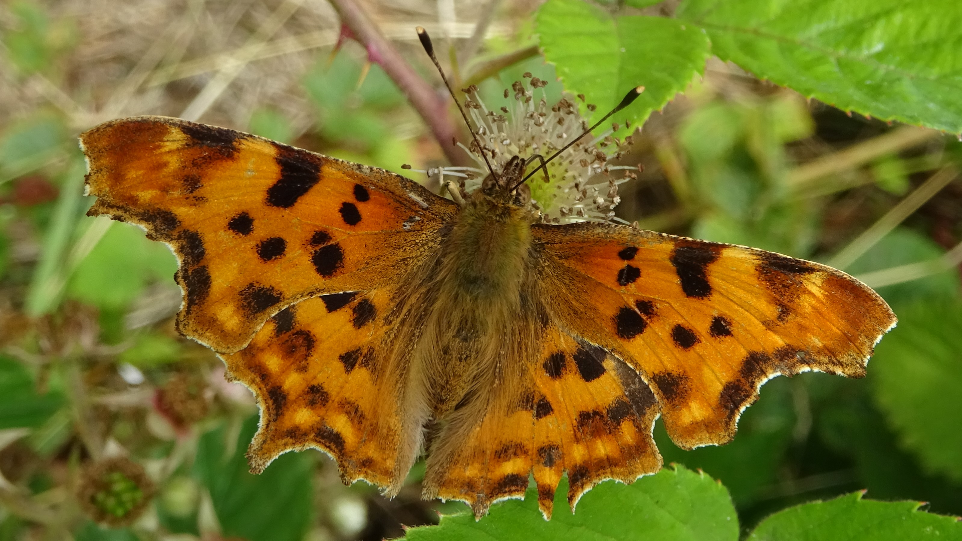 Comma