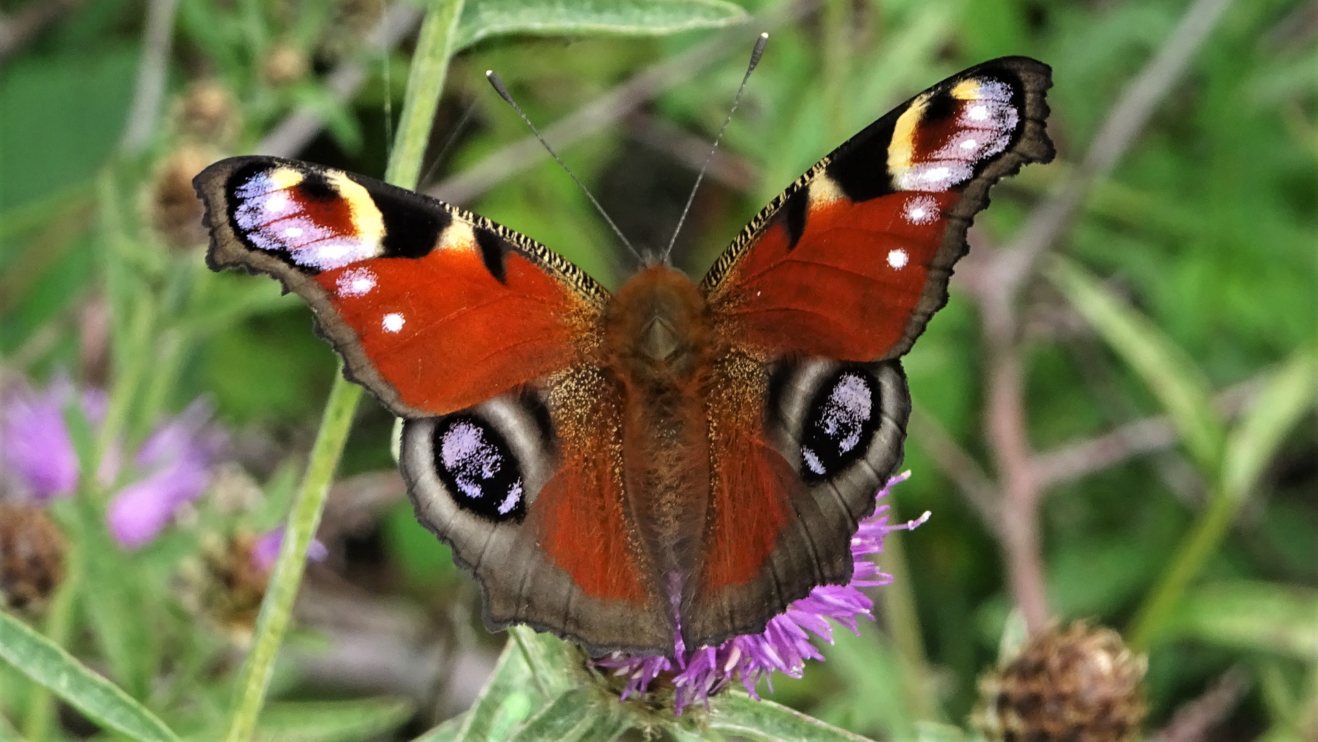 Peacock Aglais io