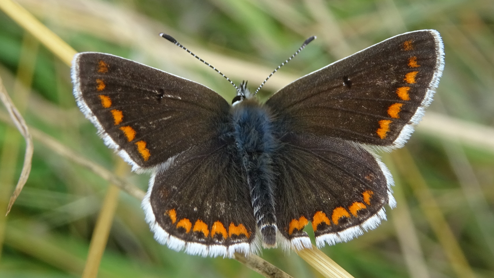 Brown Argus Aricia agestis