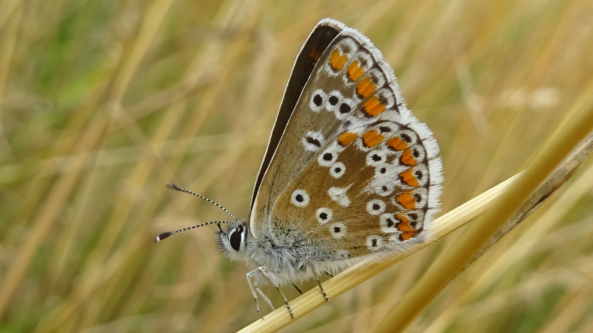 Brown Argus Aricia agestis