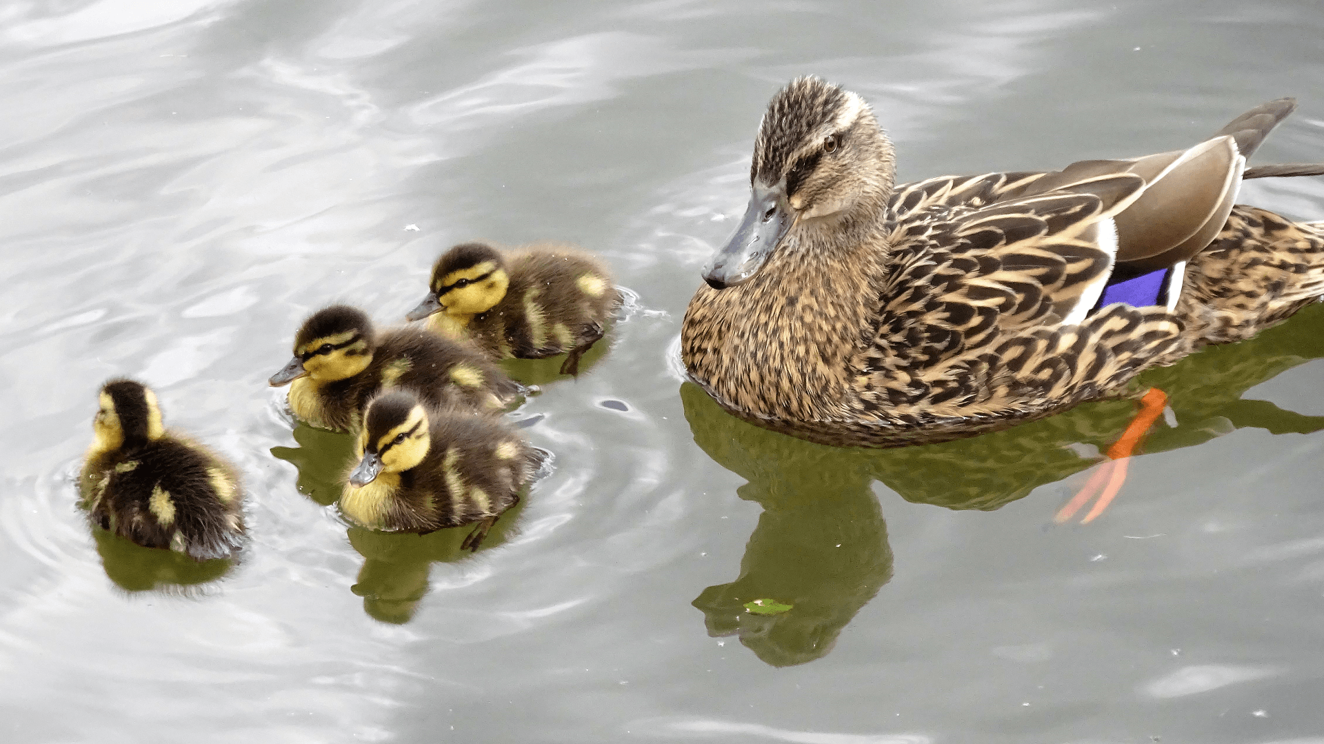 mallard