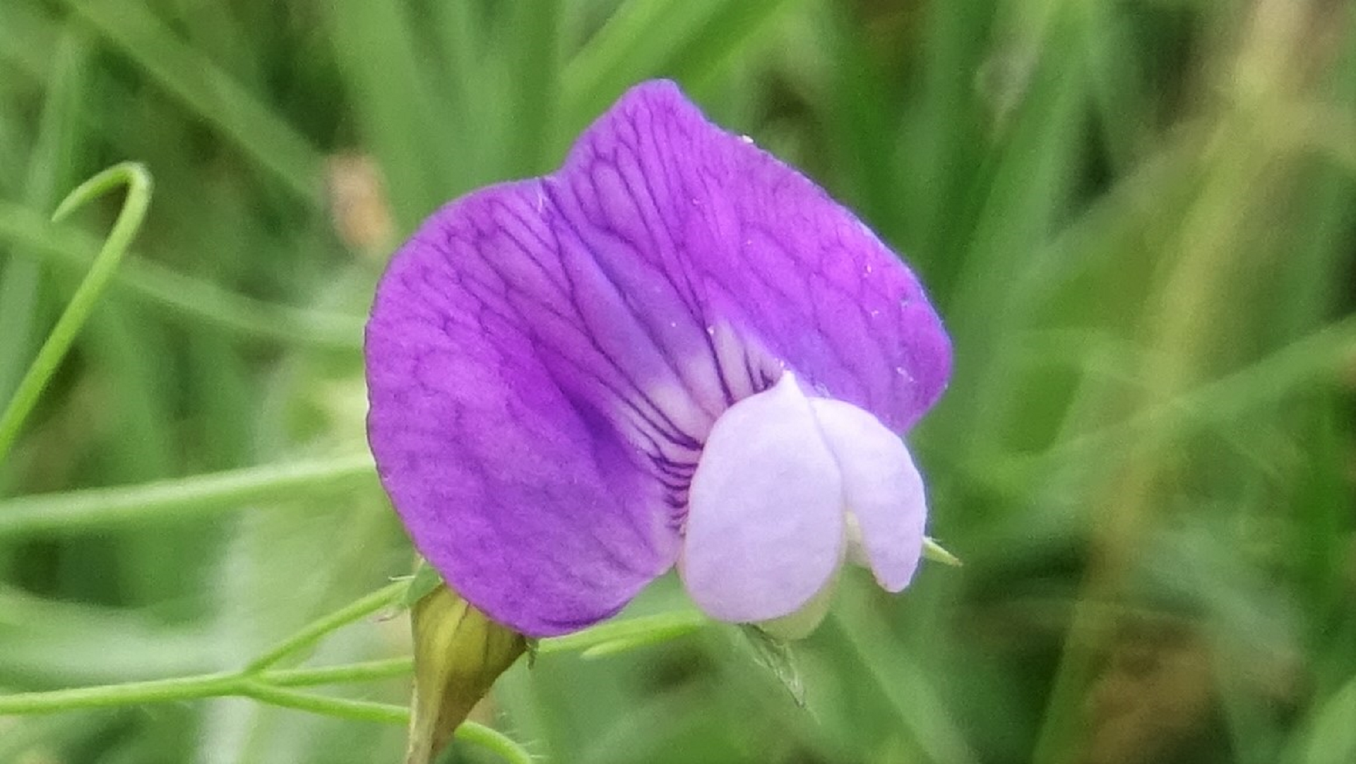 Bithynian Vetch 