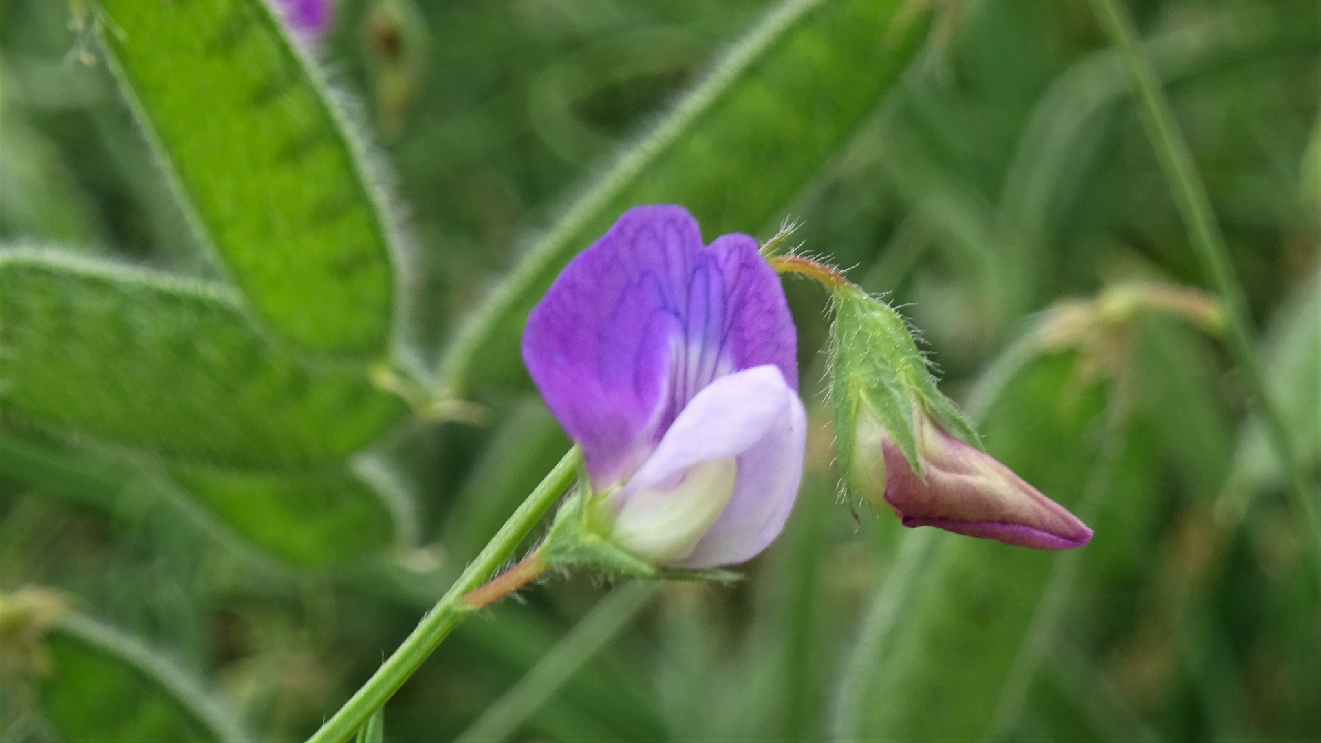 Vicia bithynica