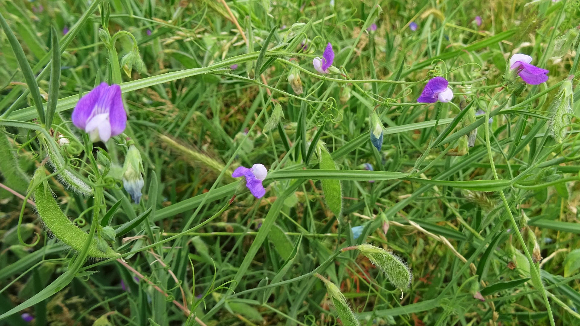 Bithynian Vetch Vicia bithynica