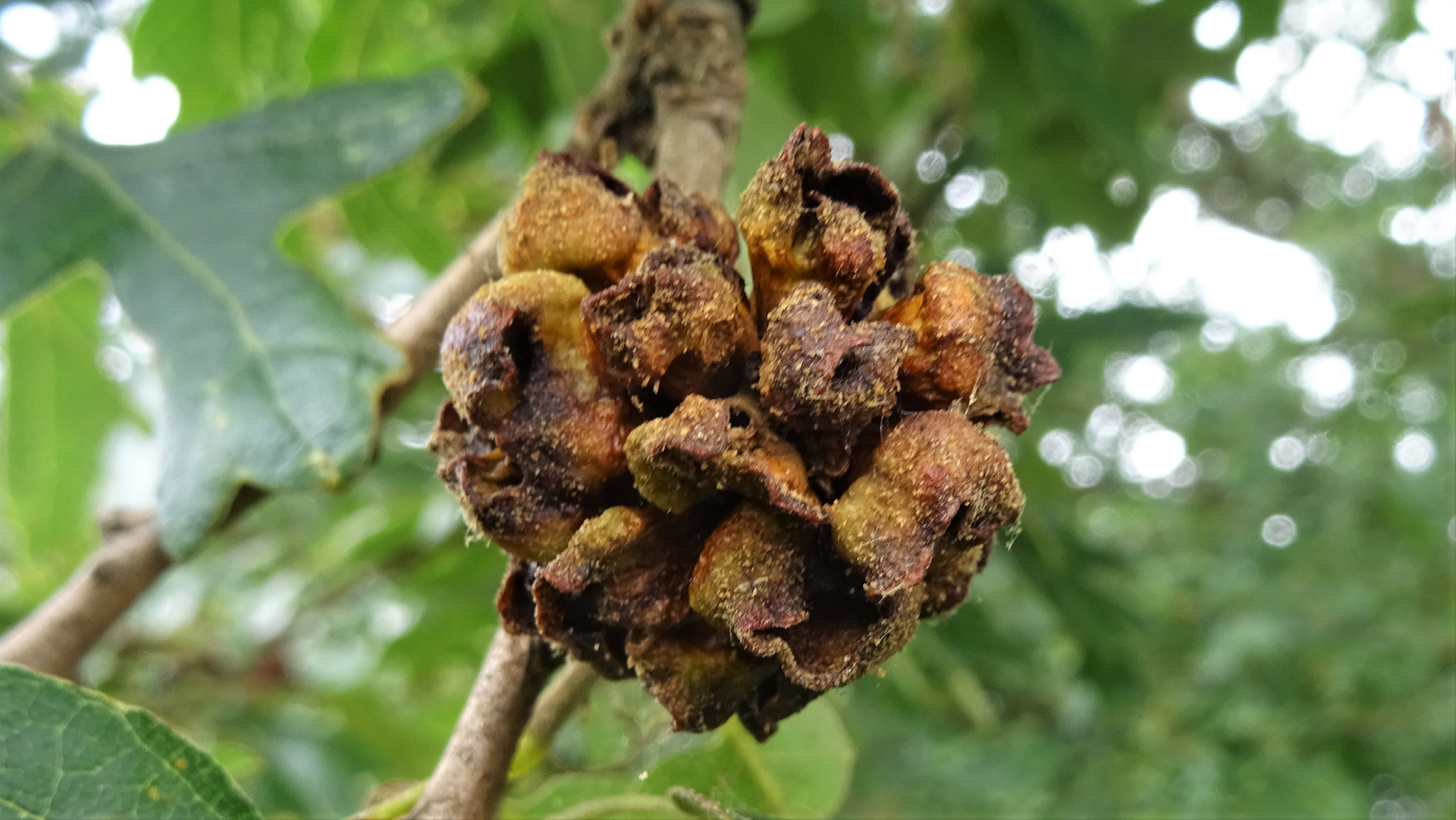 Cluster Gall Andricus lucidus