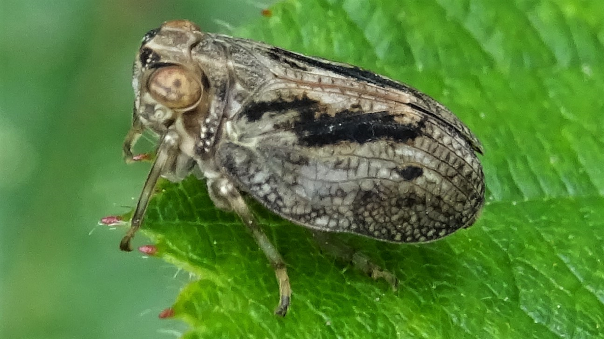 Issidae Bug