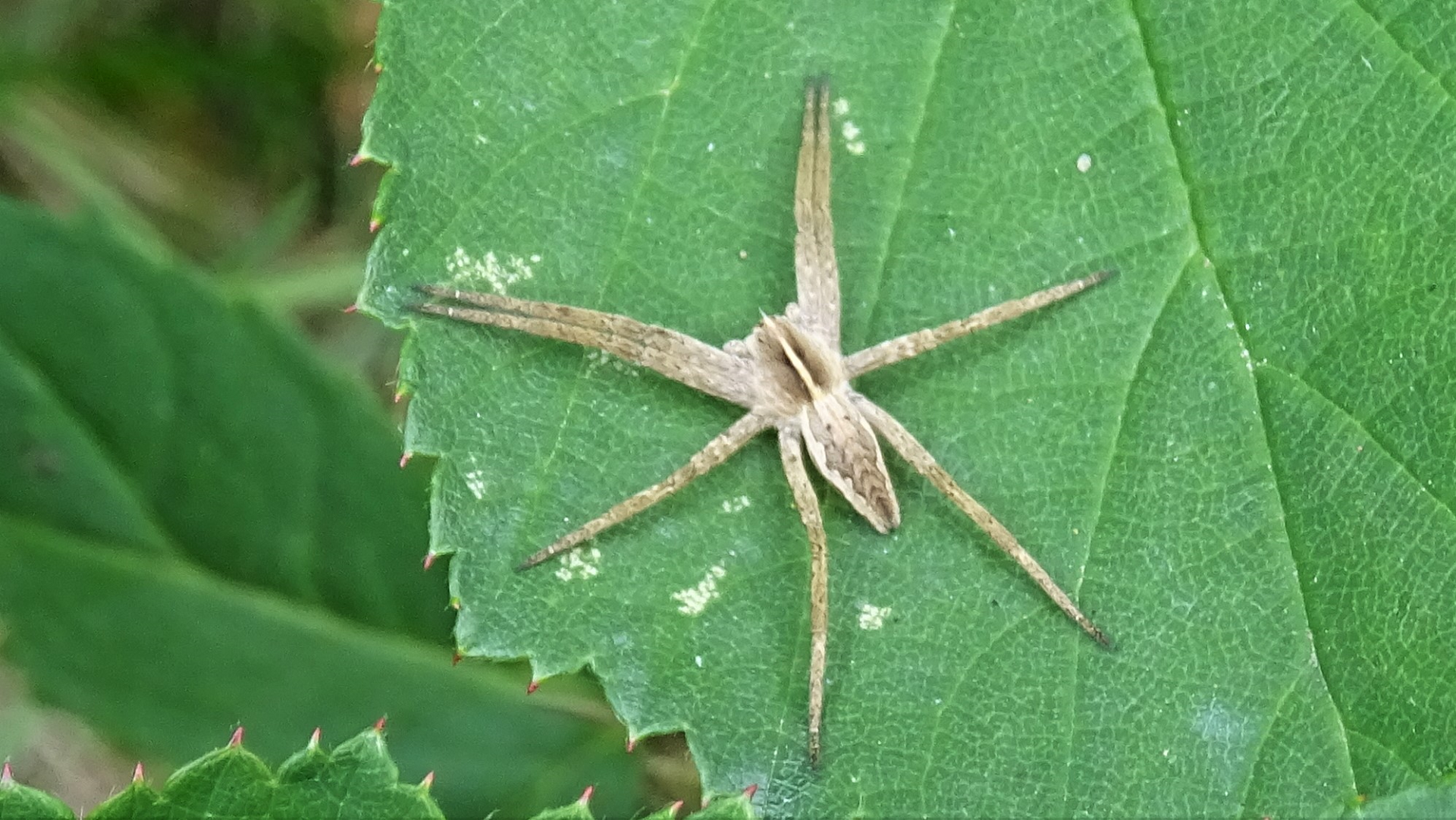 Nurseryweb Spider