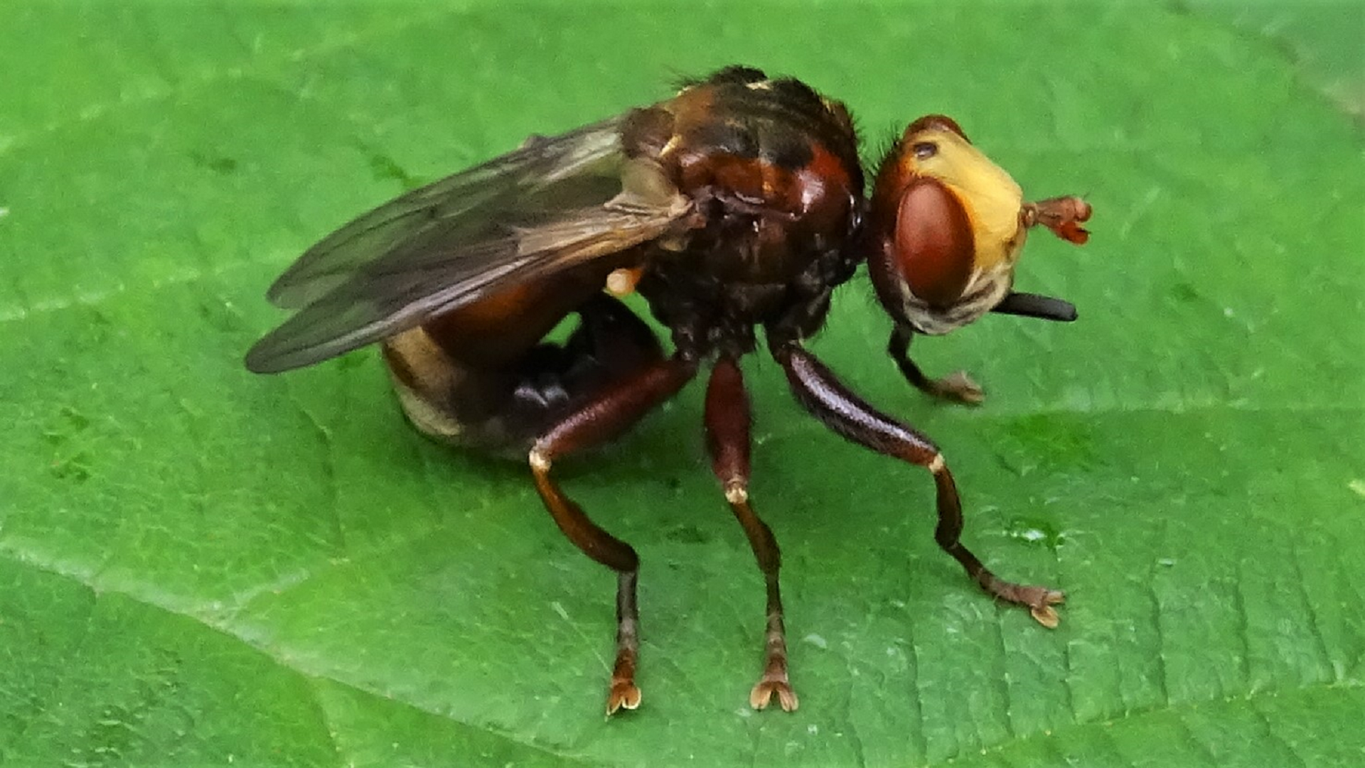 Sicus ferrugineus 