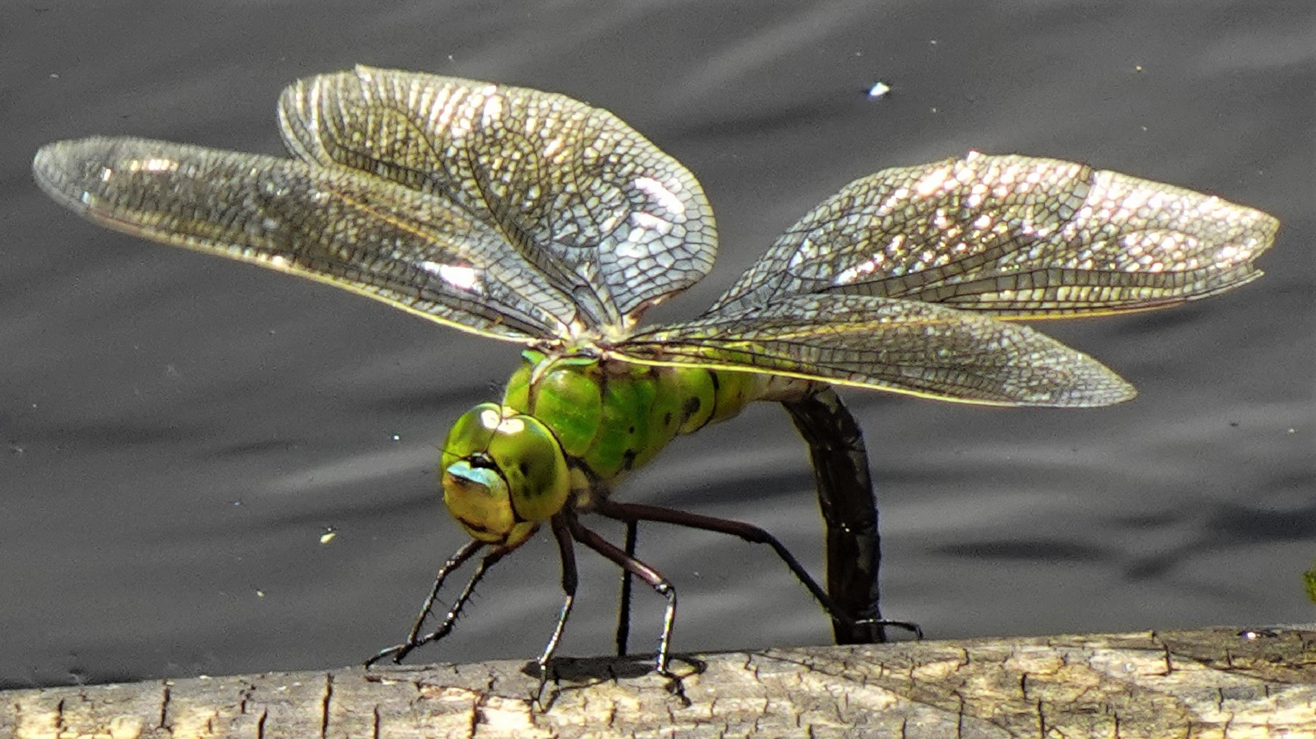 Emperor Dragonfly