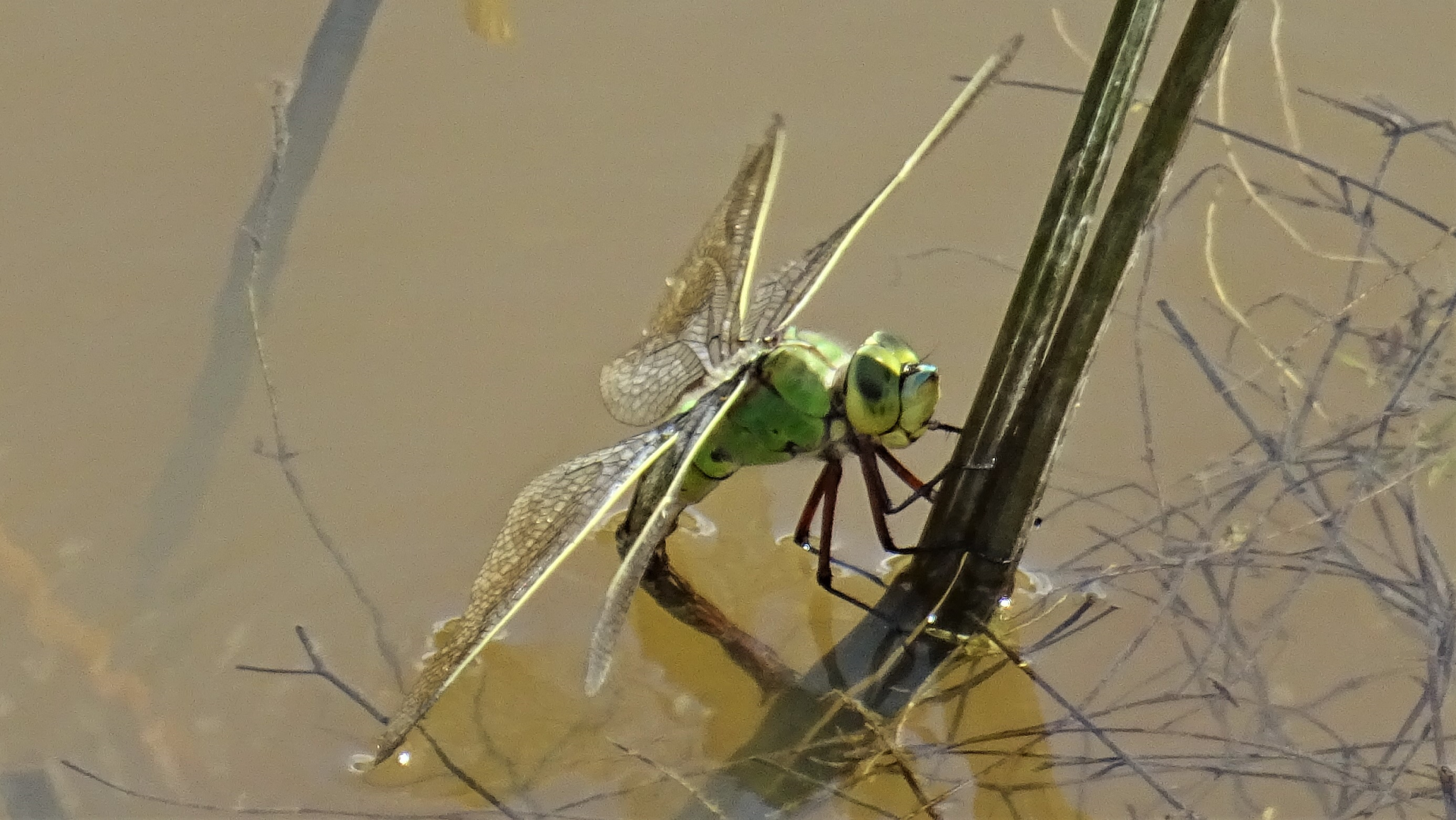 Emperor Dragonfly