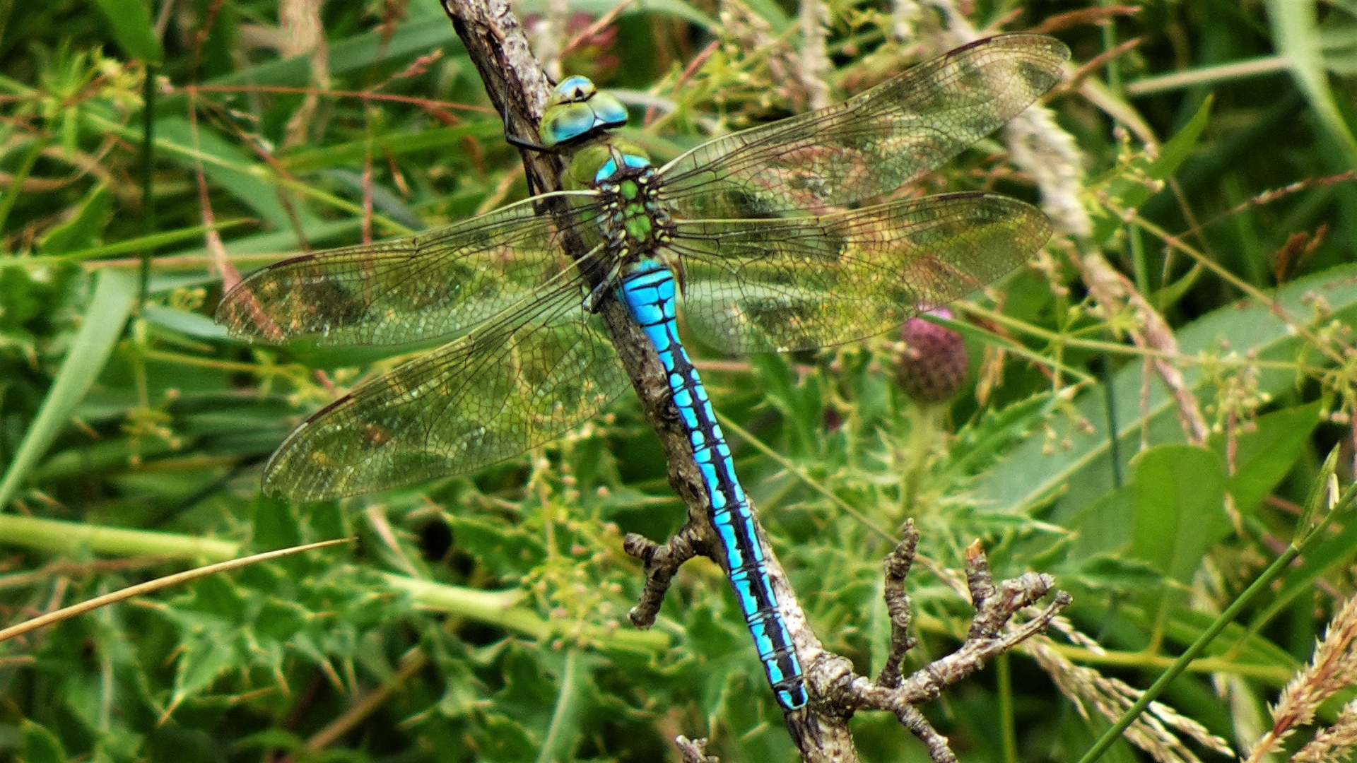 Emperor Dragonfly