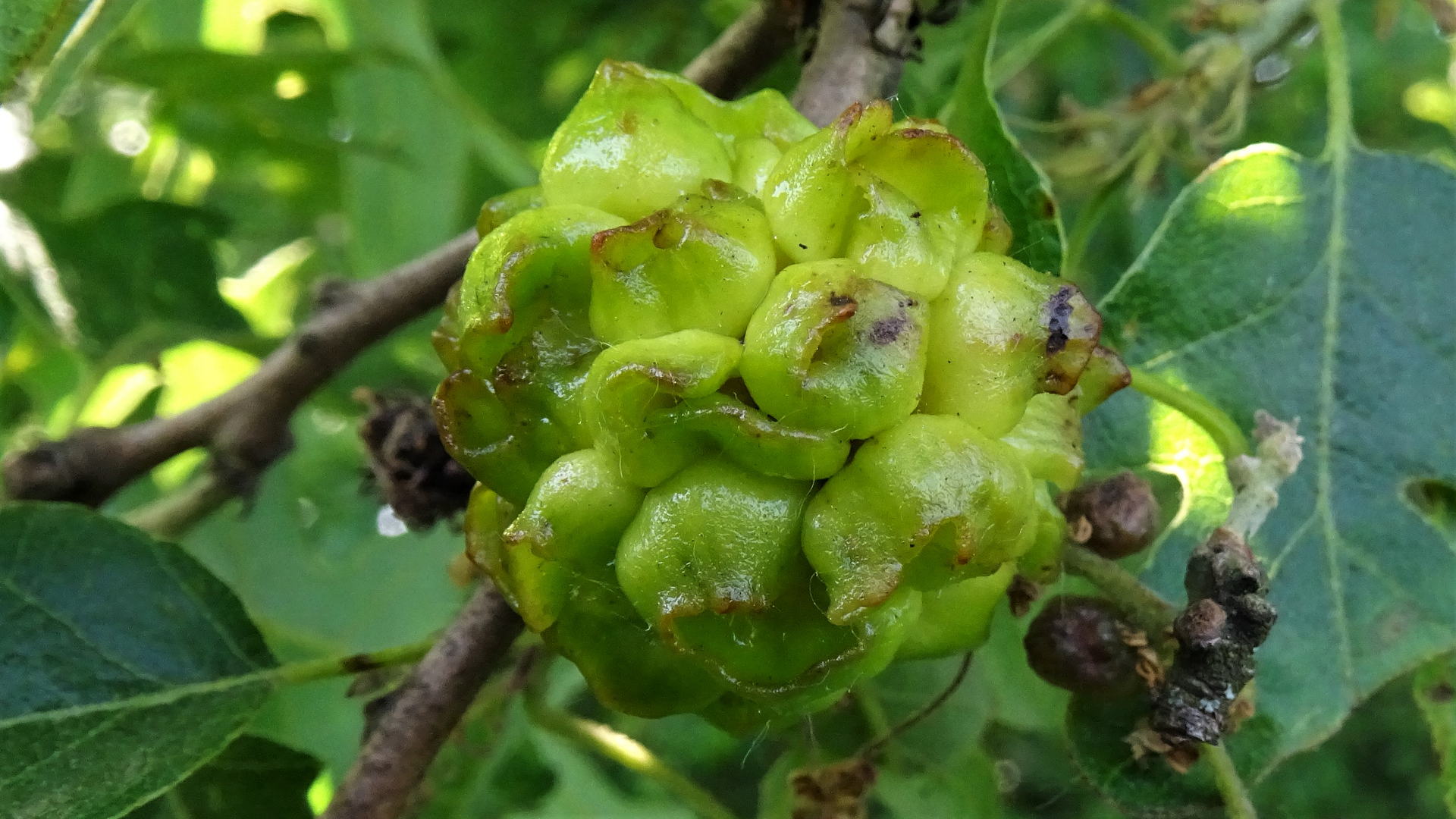 Cluster Gall Andricus lucidus