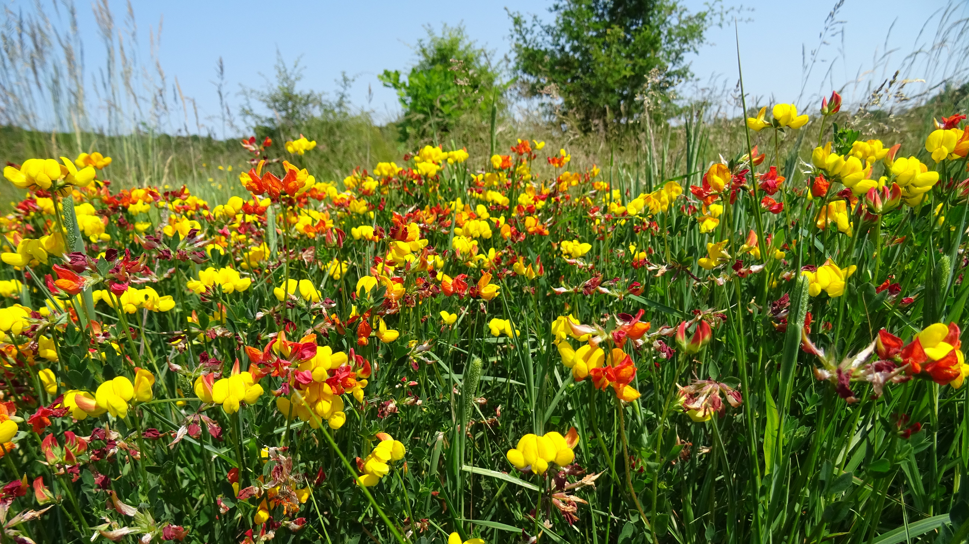 Bird's-foot Trefoil 