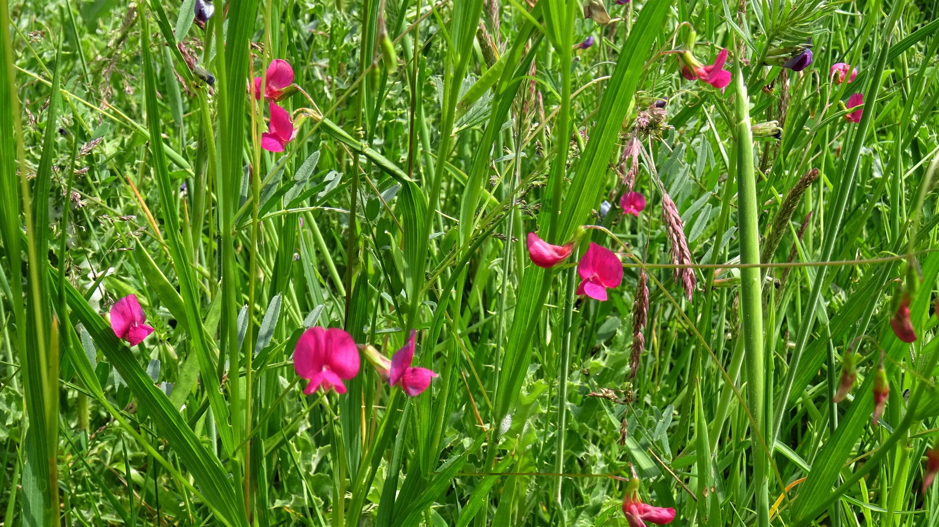 Grass Vetchling