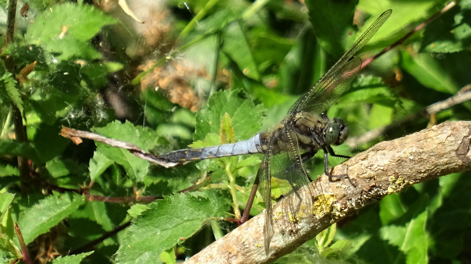 Black-tailed Skimmer