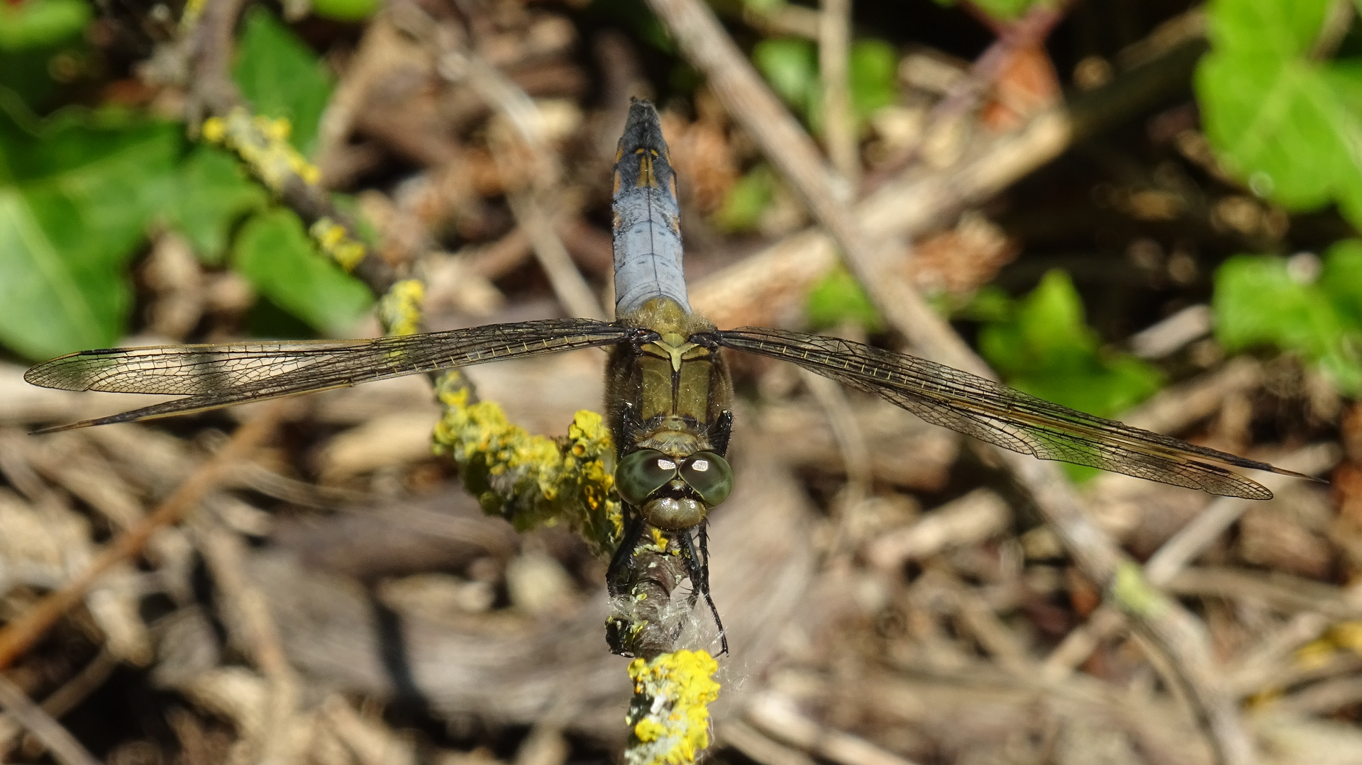 Black-tailed Skimmer