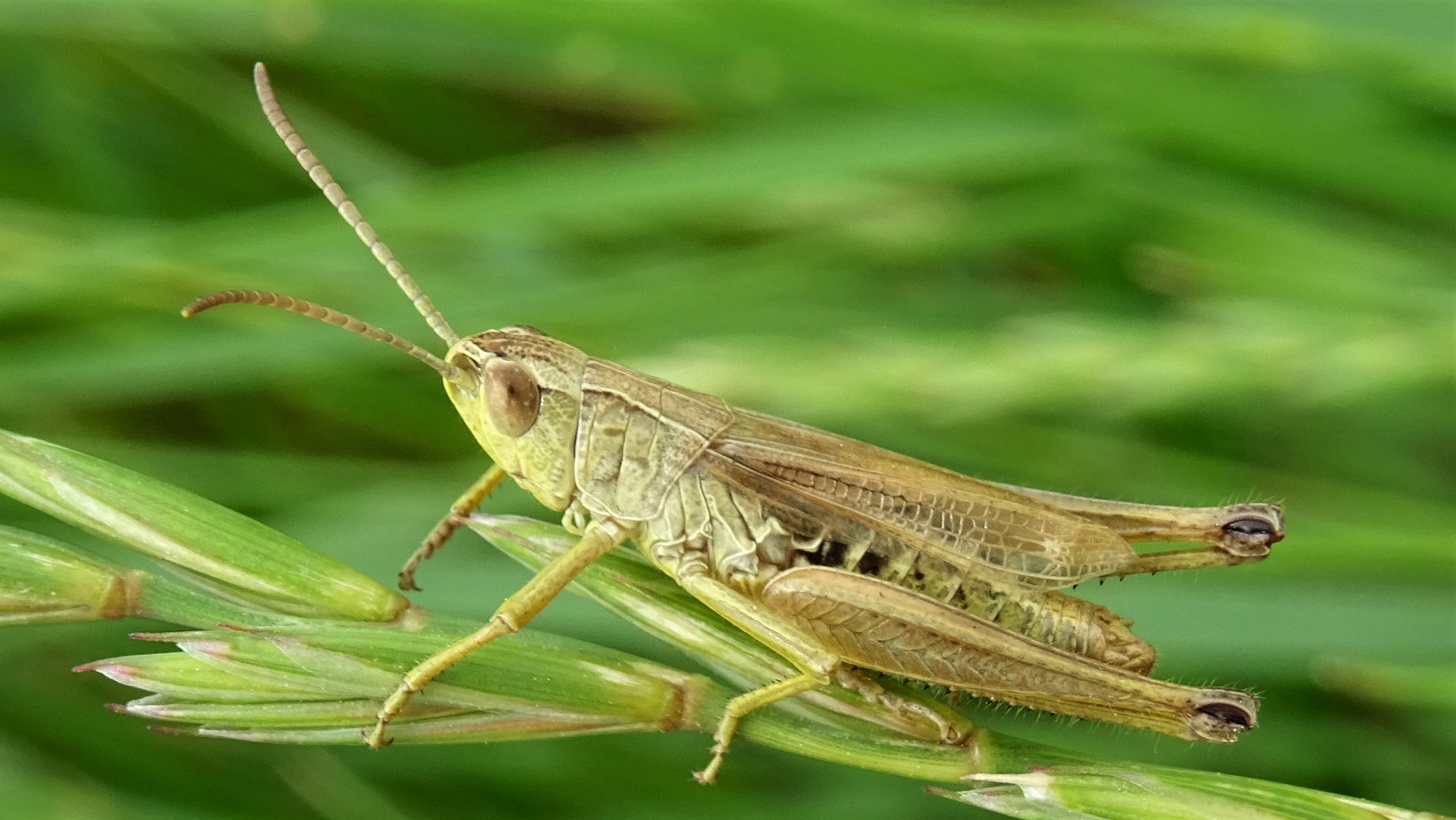 Meadow Grasshopper