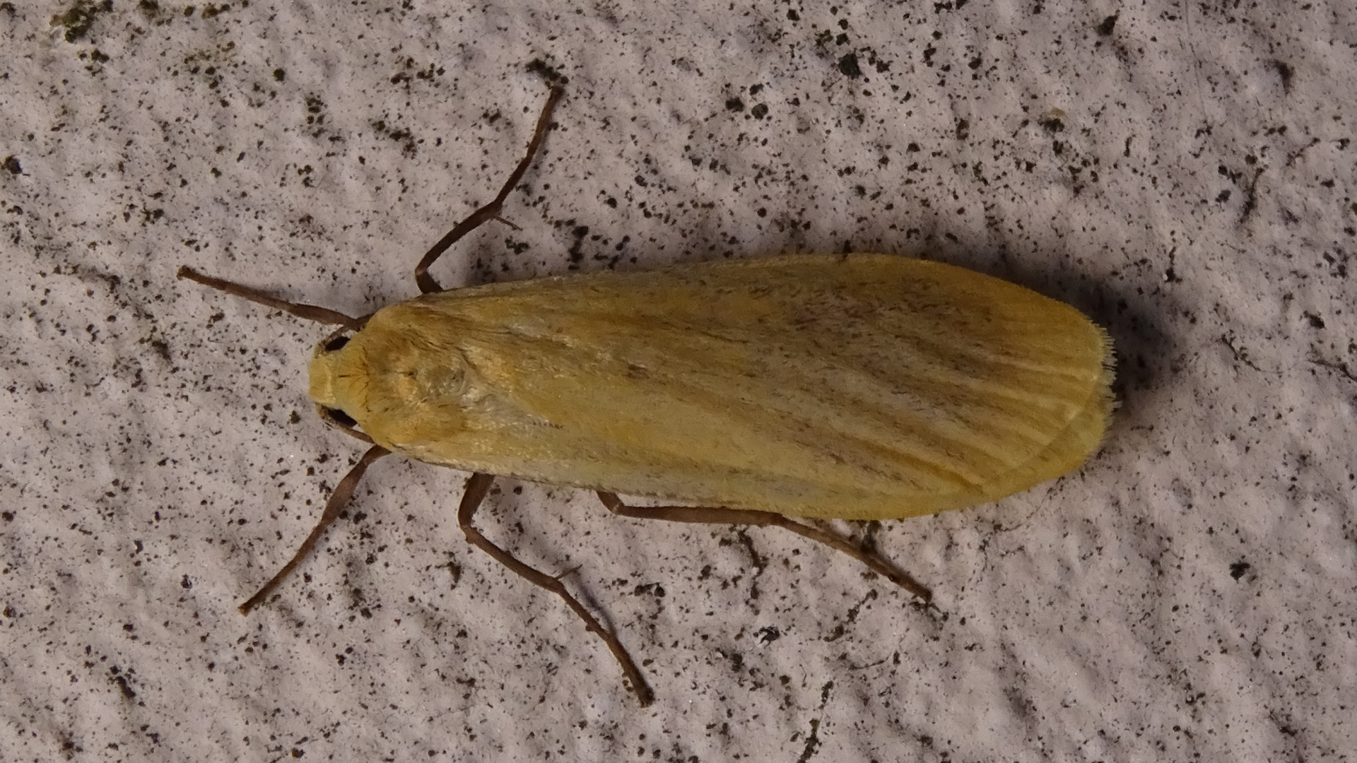 Orange Footman